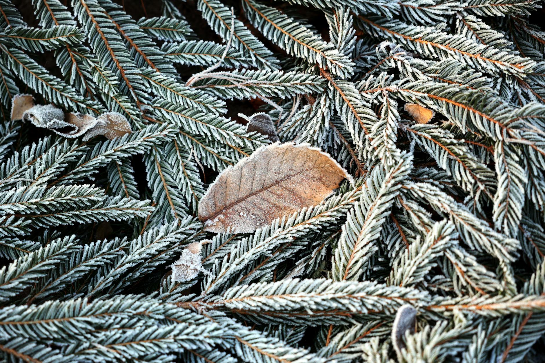 Anfang des Jahres könnte es auch in Berlin noch einmal kühl werden.