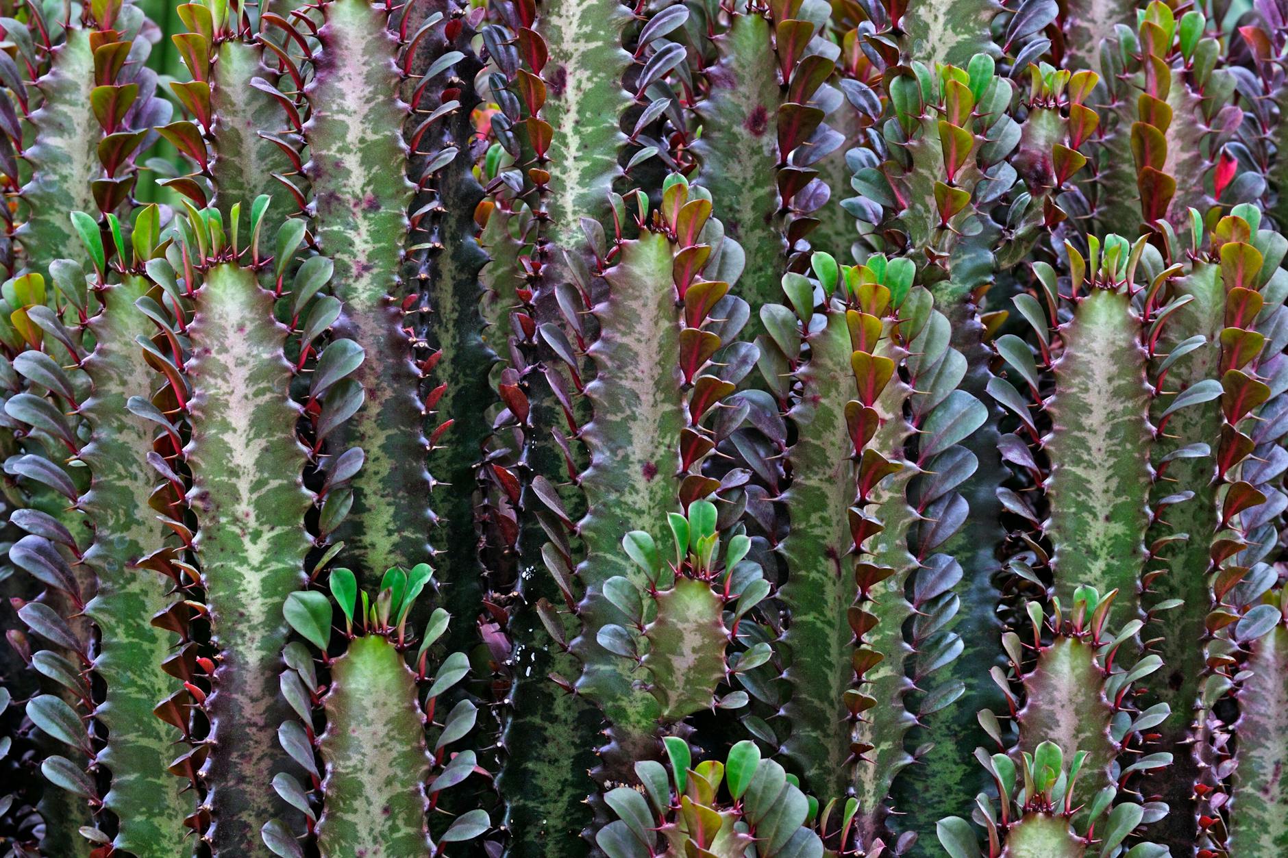Auch spannend: Euphorbia trigona, besser bekannt als Dreikantige Wolfsmilch