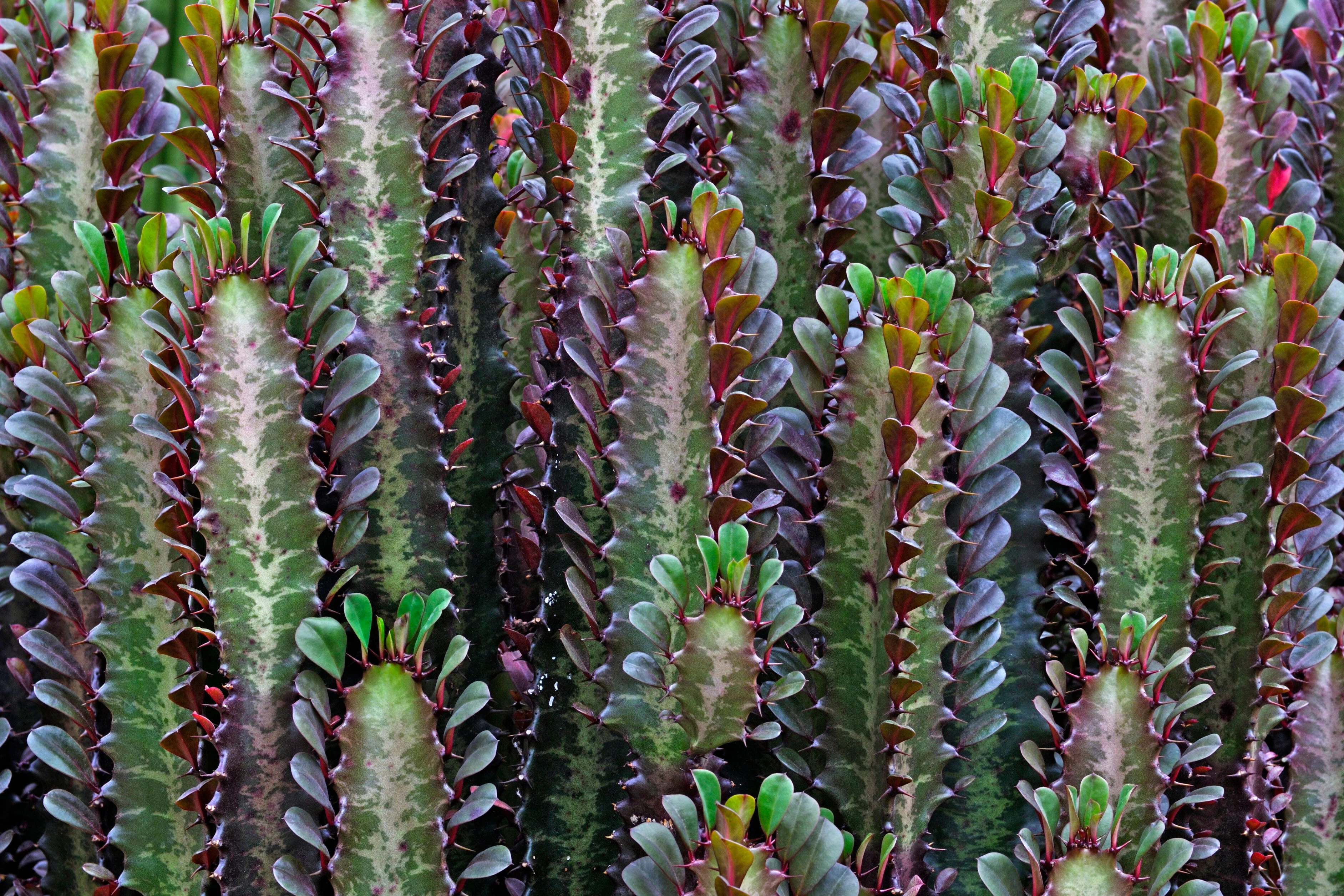 Auch spannend: Euphorbia trigona, besser bekannt als Dreikantige Wolfsmilch
