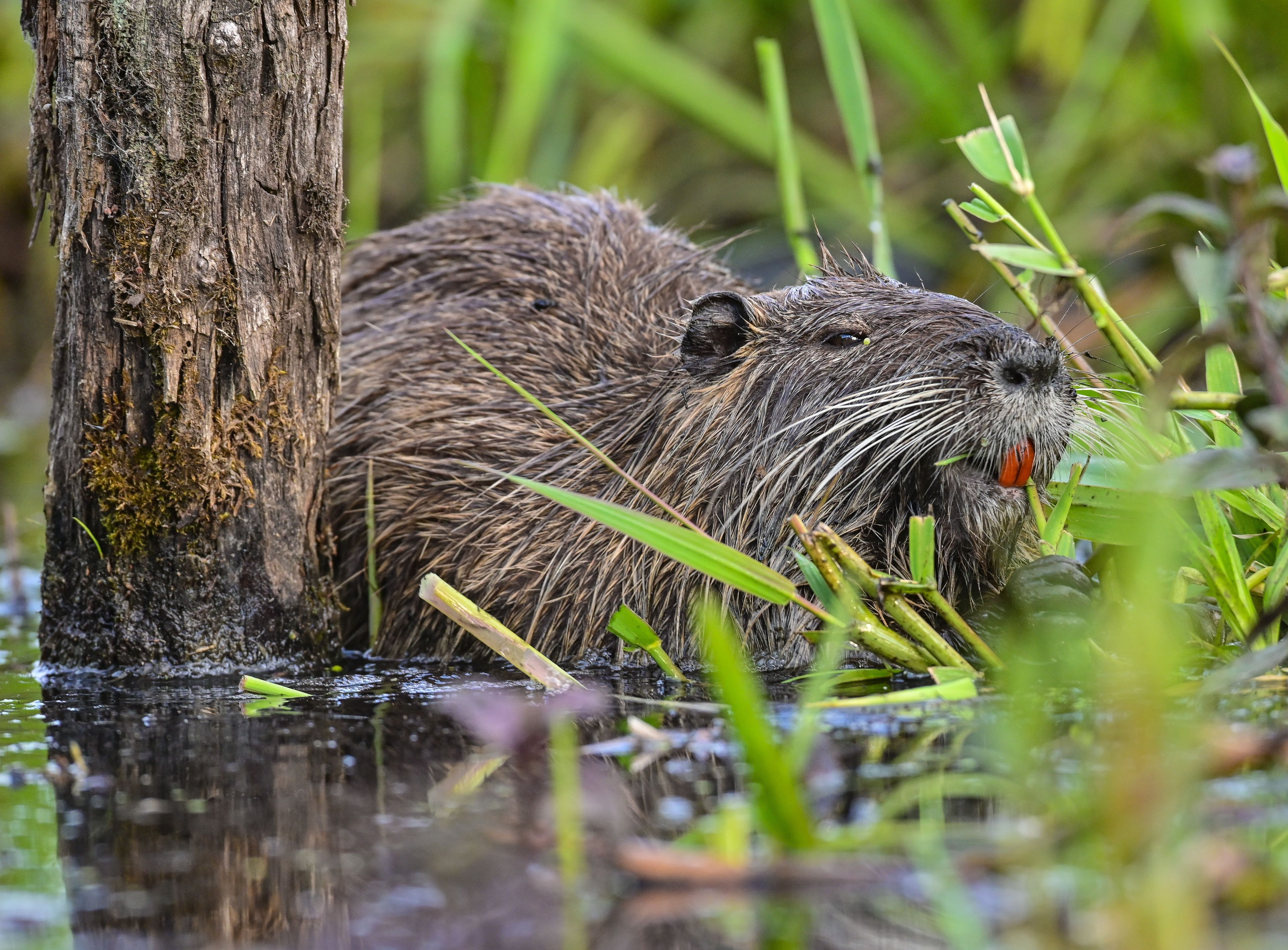 Unfassbar: Nutria-Horden killen 15 Meter langen „Monsterhai“!