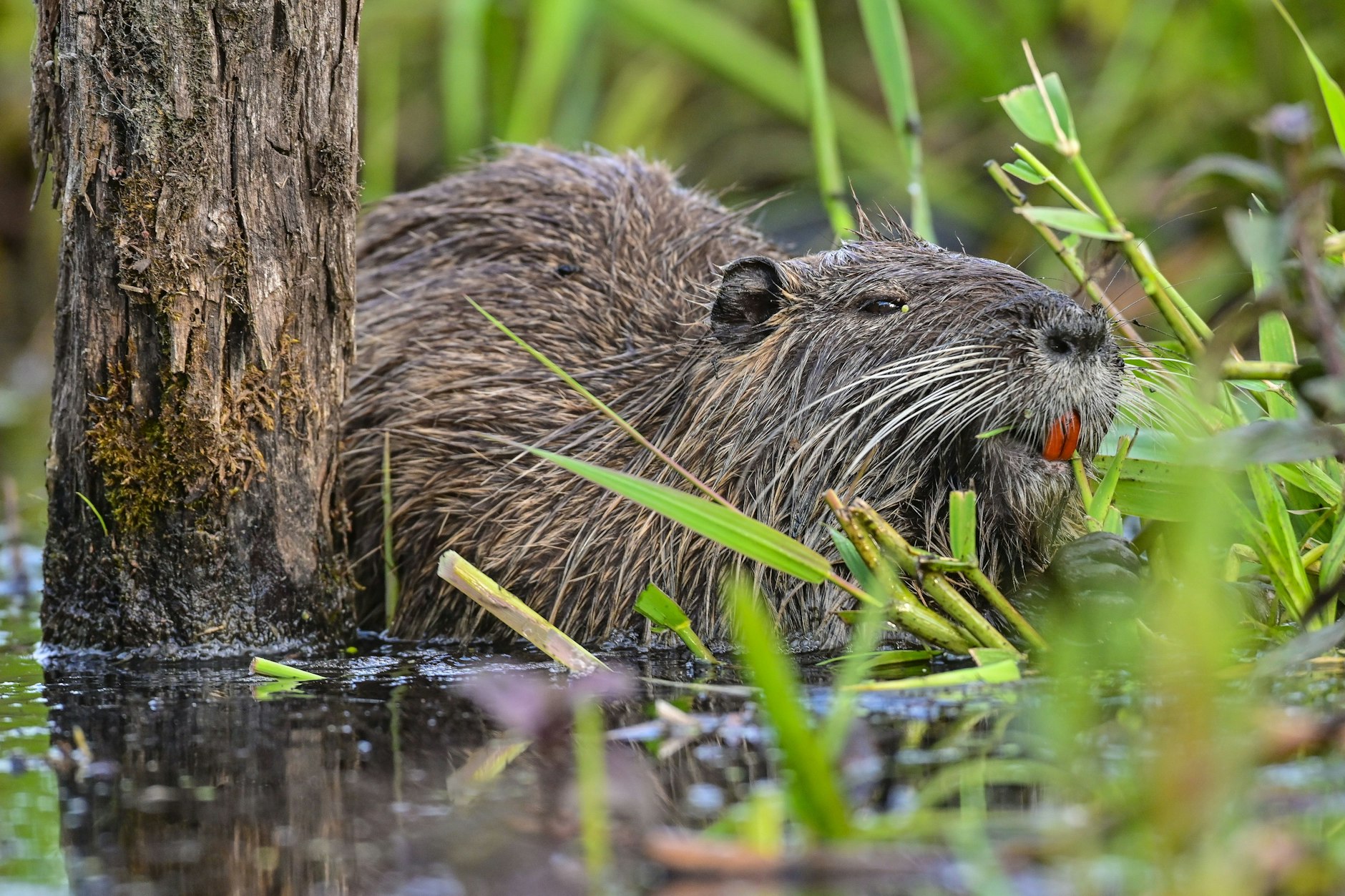 Eine gefräßige Nutria am Ufer eines Gewässers in Fürstenwalde/Brandenburg