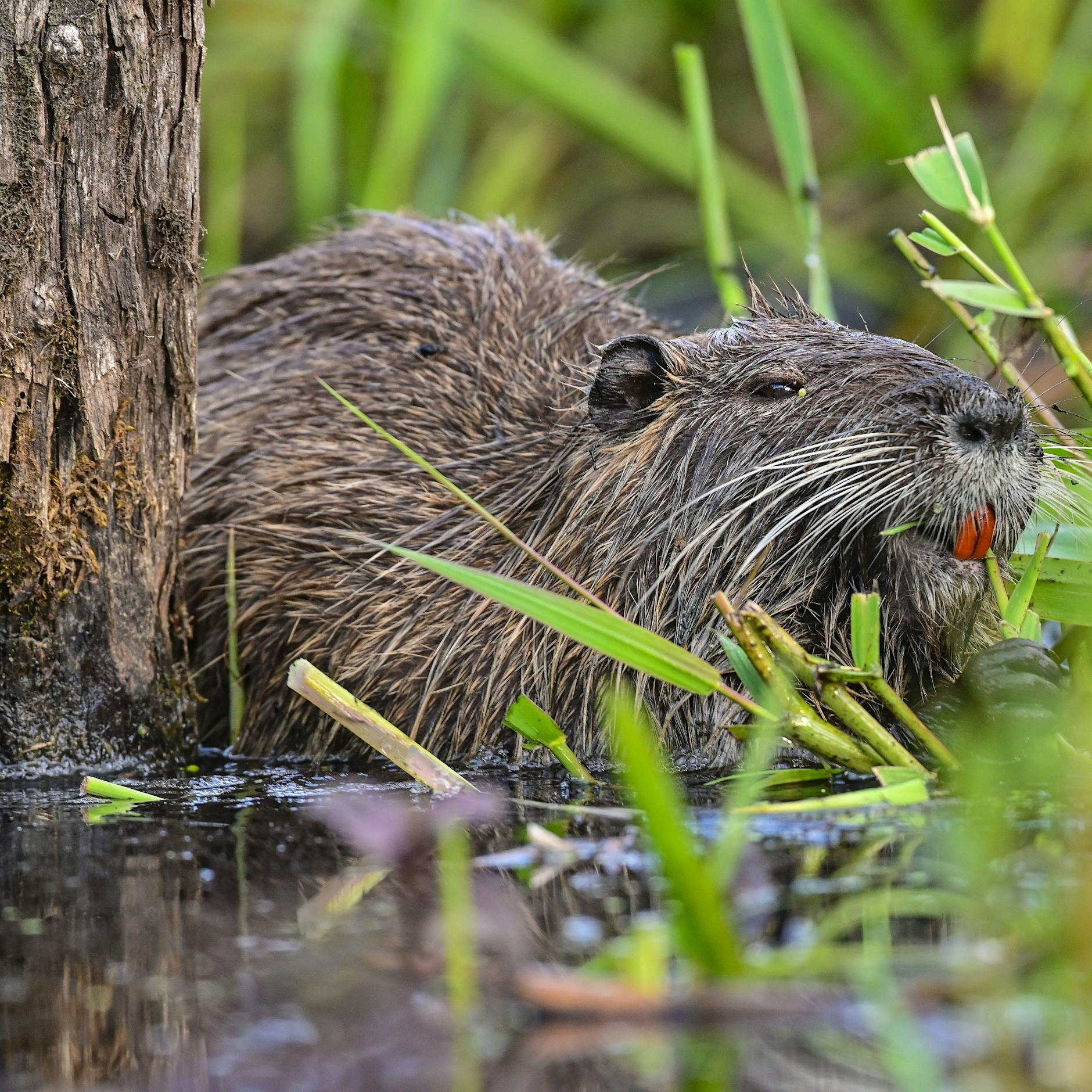 Unfassbar: Nutria-Horden killen 15 Meter langen „Monsterhai“!