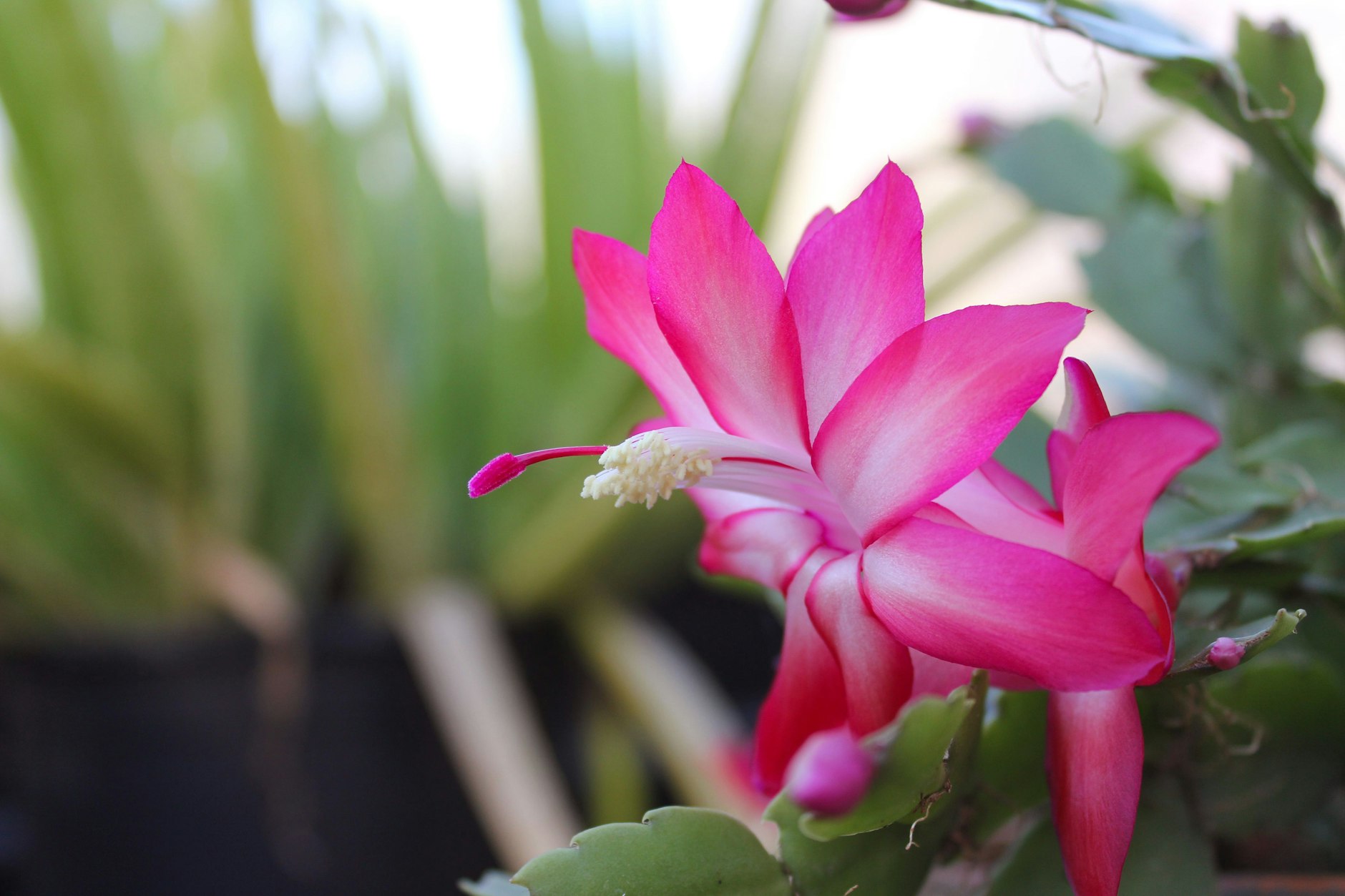 Eine Überraschung, in jeder Hinsicht: Schlumbergera truncata&nbsp;