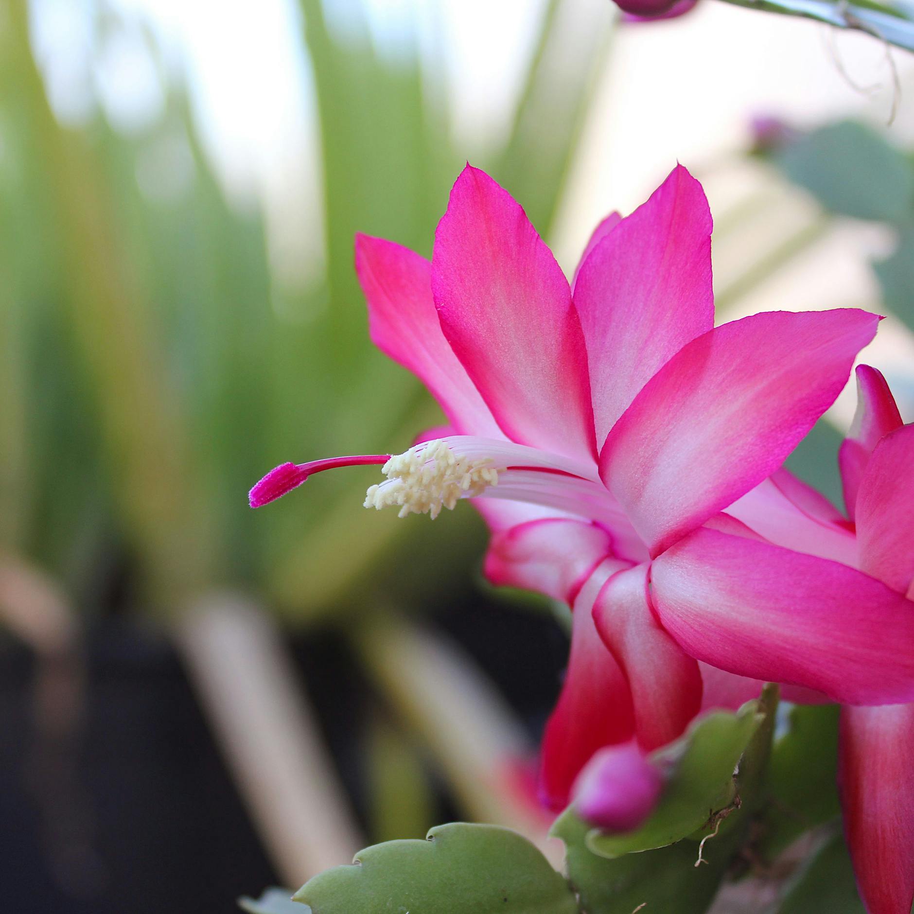 Das Neujahrswunder: Höchstleistung bei 16 Grad Raumtemperatur