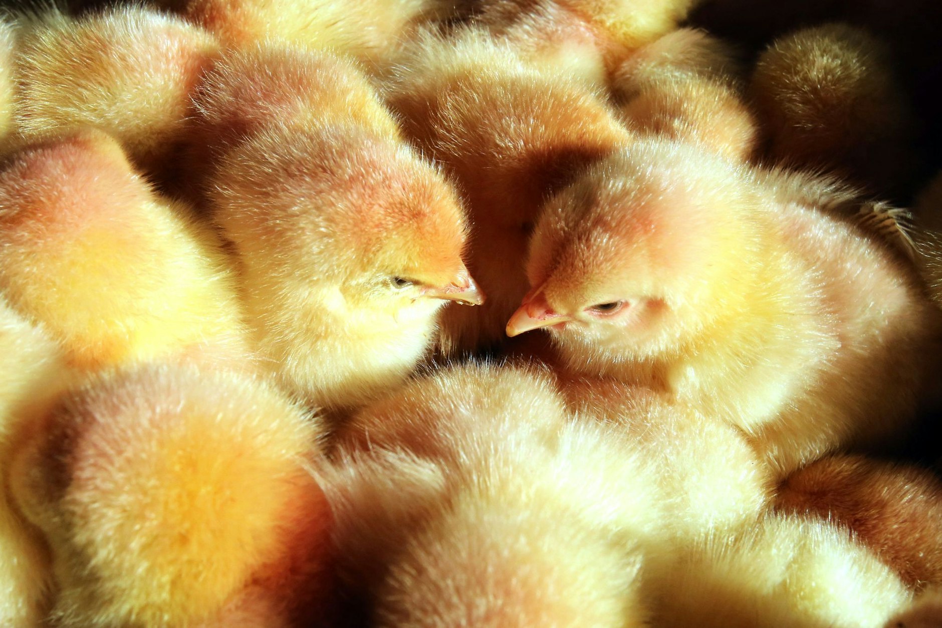 Seit Januar gilt das Schredder-Verbot für männliche Küken. Doch die Behörden kontrollieren offenbar nicht, was mit den Tieren tatsächlich geschieht.