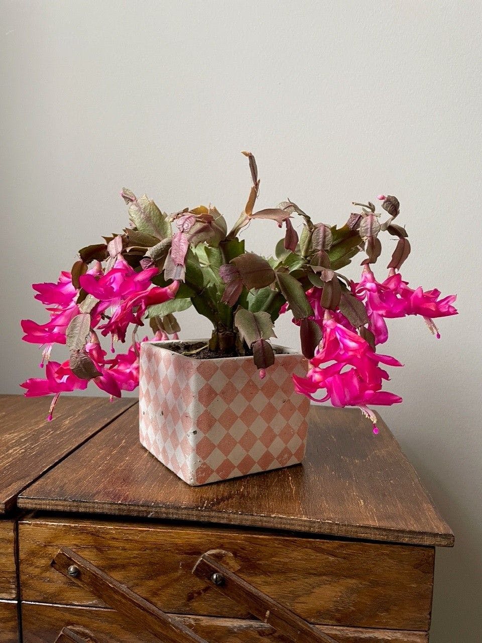 Ein Geschenk aus Erfurt: der Weihnachtskaktus unserer Kolumnistin.