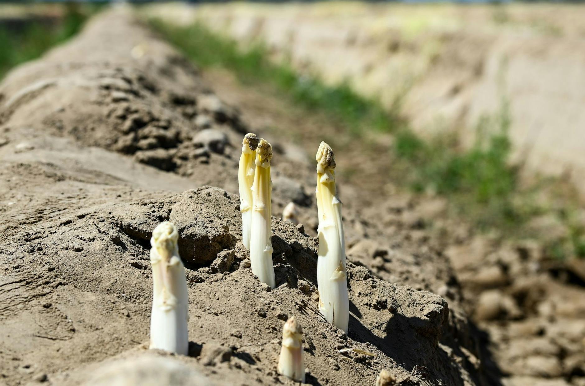 ARCHIV - Auf einem Spargelfeld wächst nach dem Abräumen der Folien der Spargel aus der Erde.
