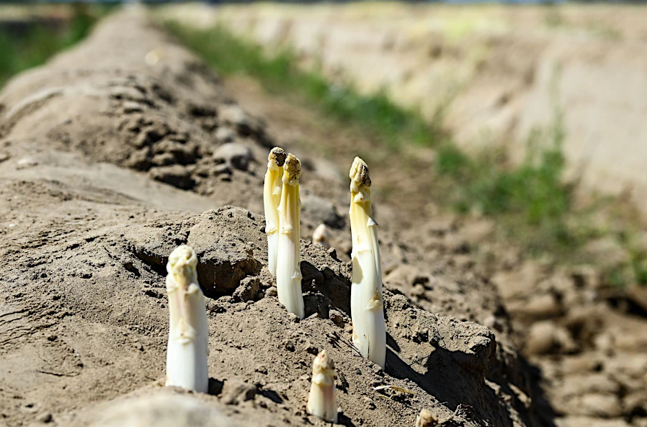 ARCHIV - Auf einem Spargelfeld wächst nach dem Abräumen der Folien der Spargel aus der Erde.  