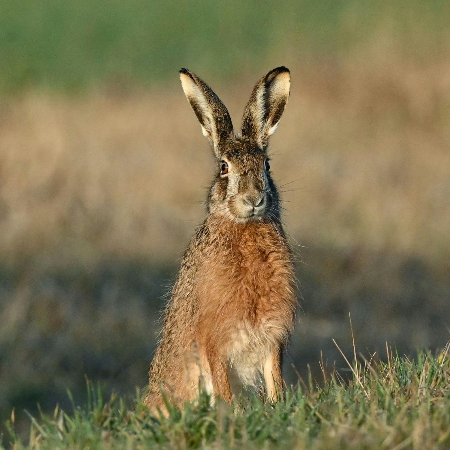 Einige wissen nicht, wie der Hase läuft...
