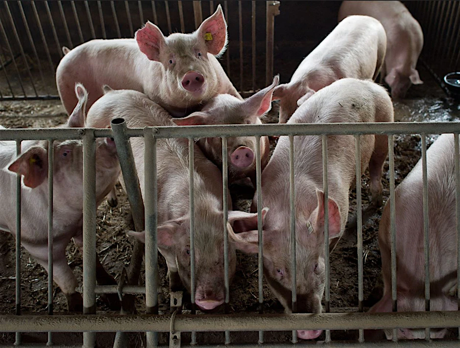 Schweine stehen im Stall eines bäuerlichen Hofes.