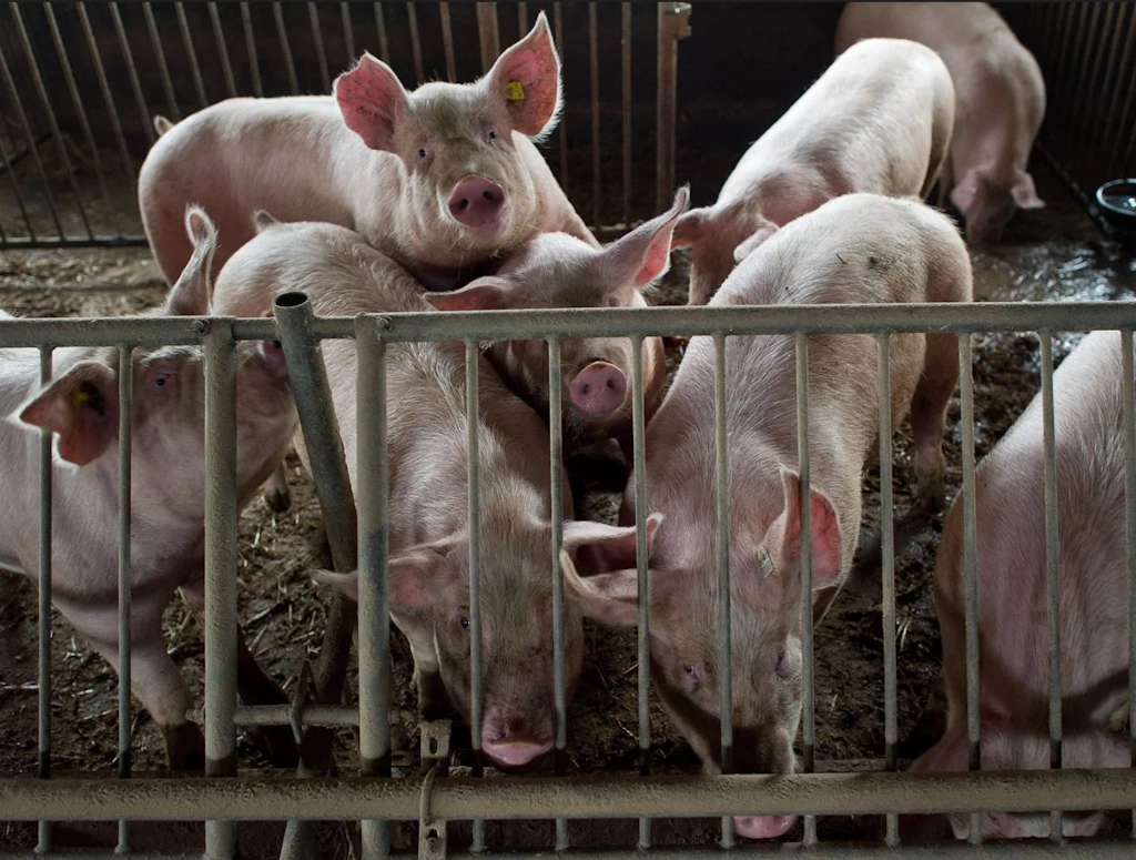 Von wegen Bio! Warum Dumping-Koteletts jetzt Hochkonjunktur haben