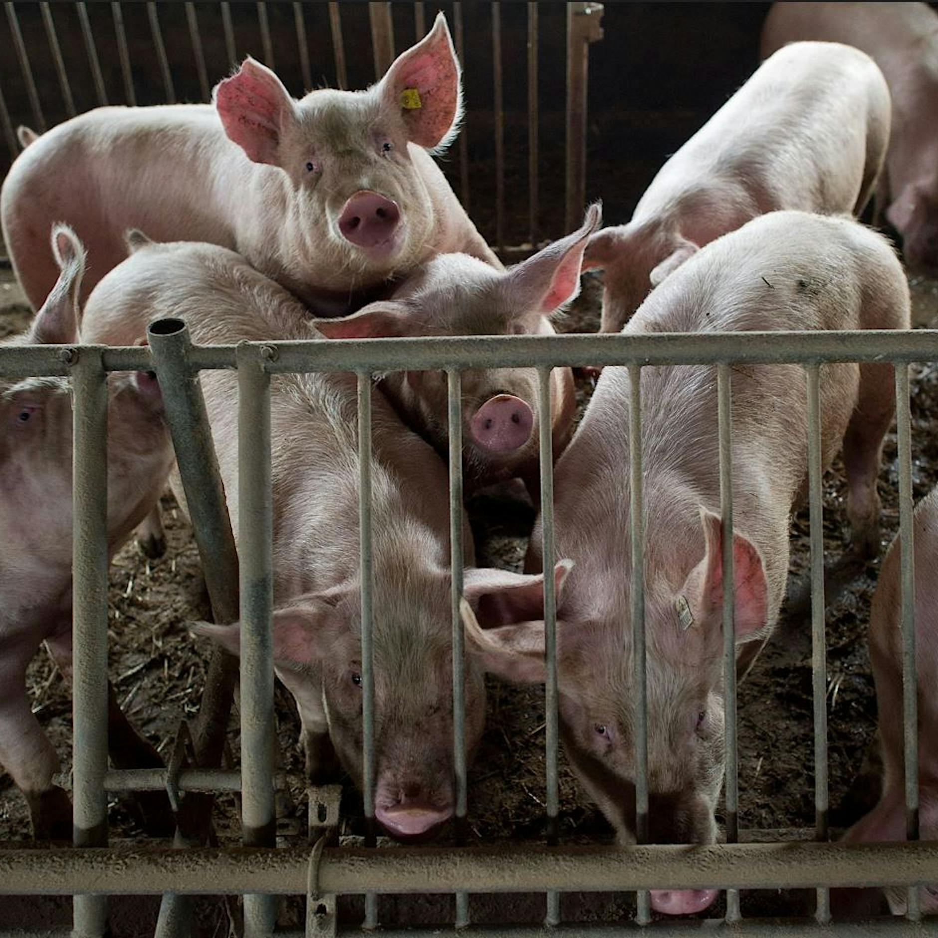 Von wegen Bio! Warum Dumping-Koteletts jetzt Hochkonjunktur haben