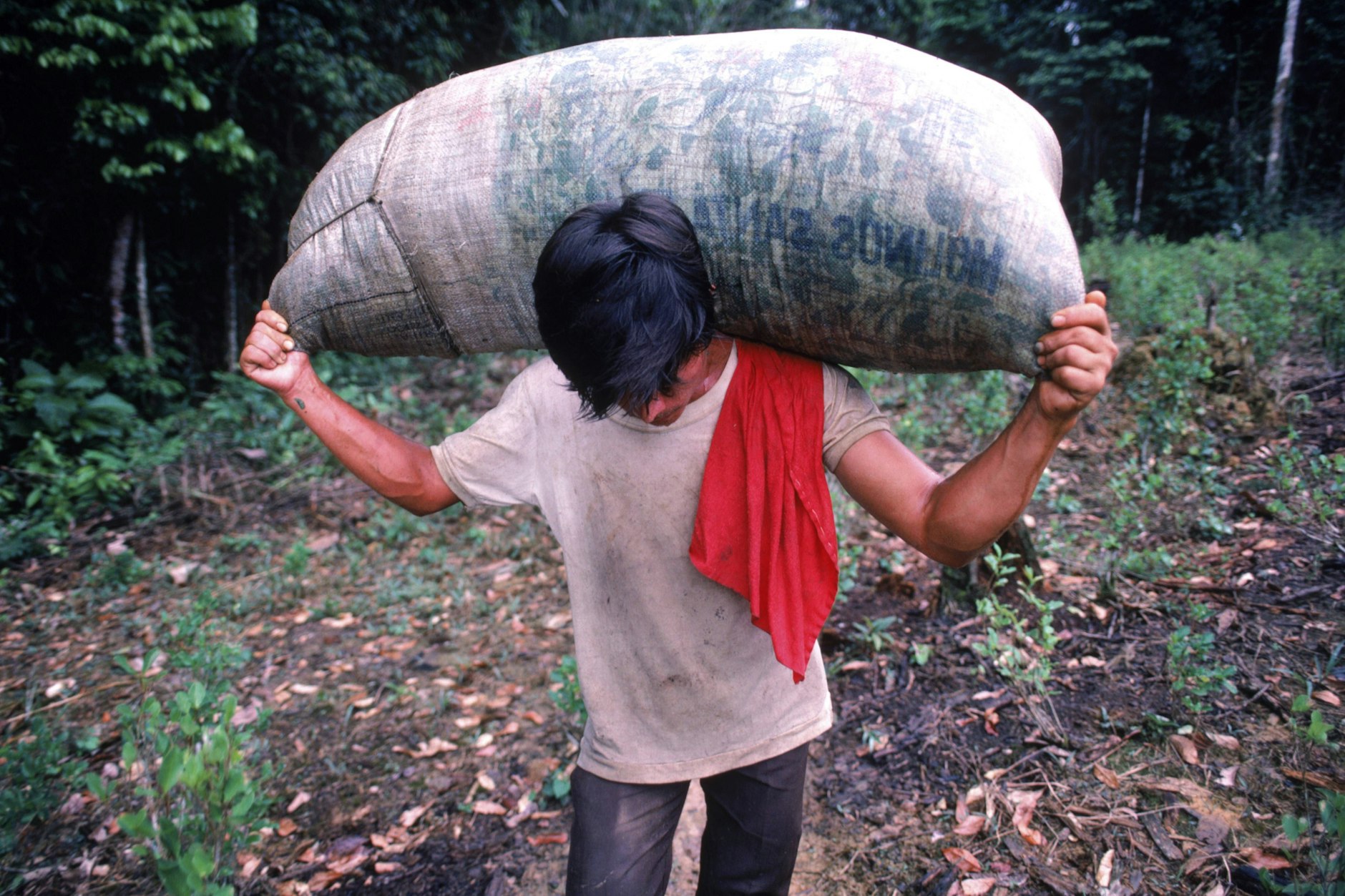 Ein kolumbianischer Bauer transportiert einen Sack Koka-Blätter.
