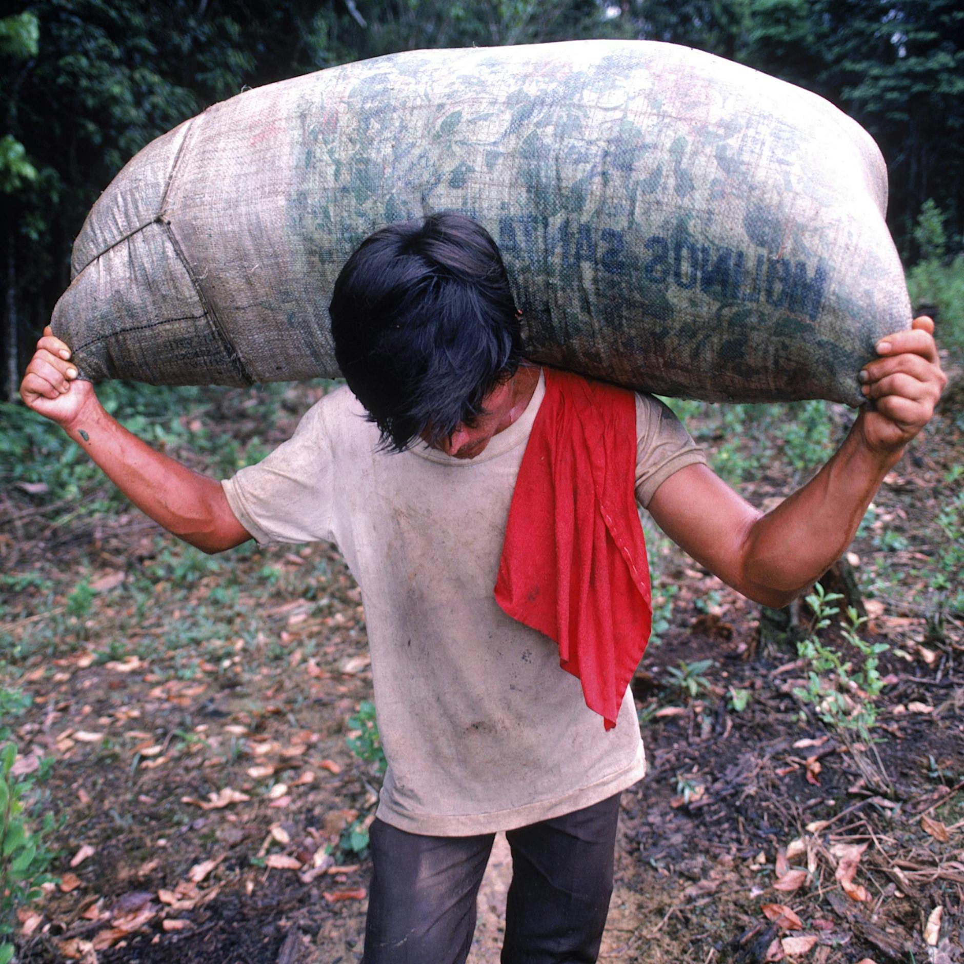 Was Europas Koks-Rekord für kolumbianische Bauern bedeutet