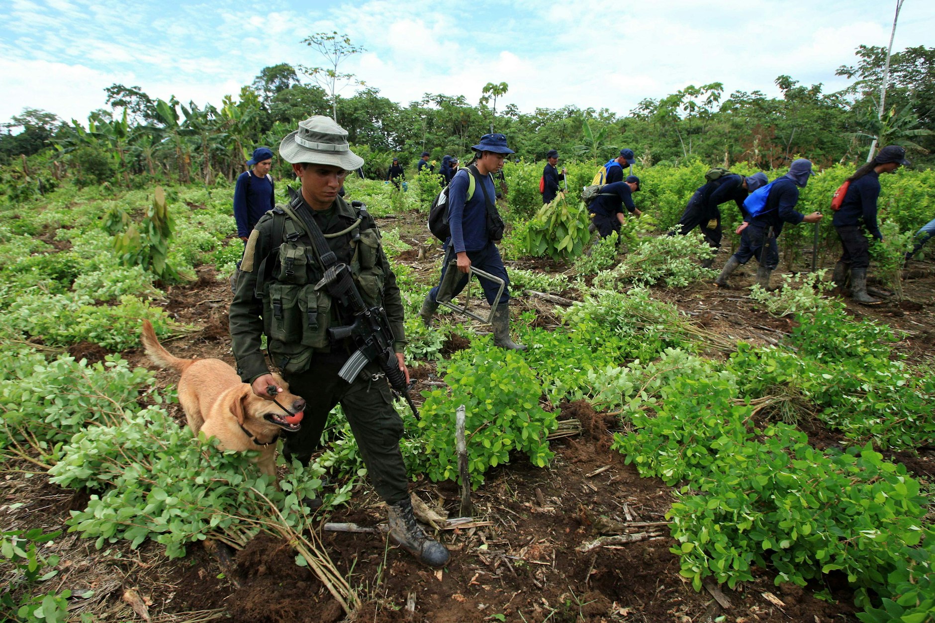 Unter Aufsicht der kolumbianischen Polizei reißen Landarbeiter auf einer Plantage bei San Miguel, Kolumbien, Kokapflanzen aus.