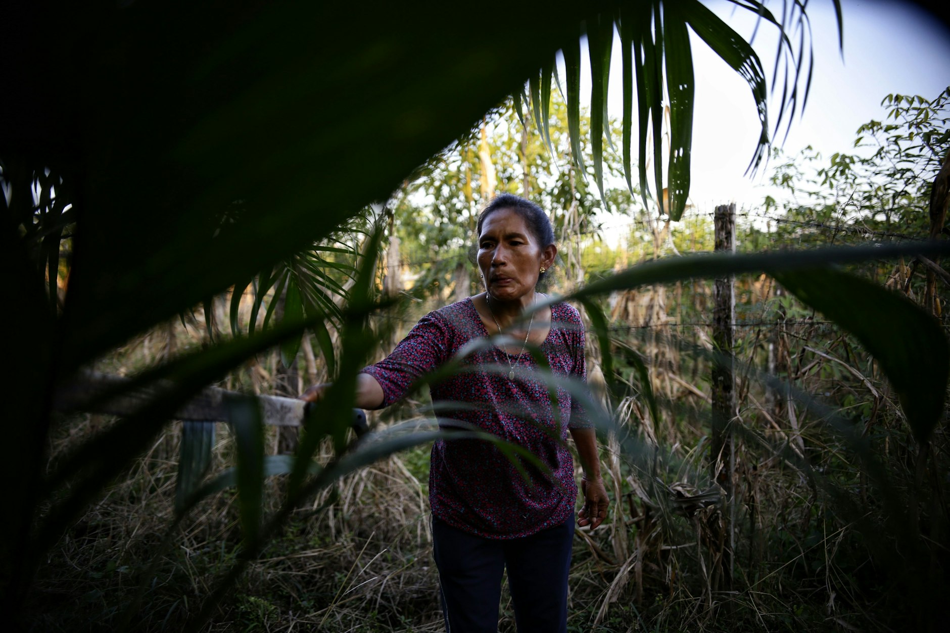 Einige kolumbianische Bauern, die ihre Koka-Plantagen durch Agrarprodukte ersetzten, kehren nun wieder zum Koka-Anbau zurück.&nbsp;