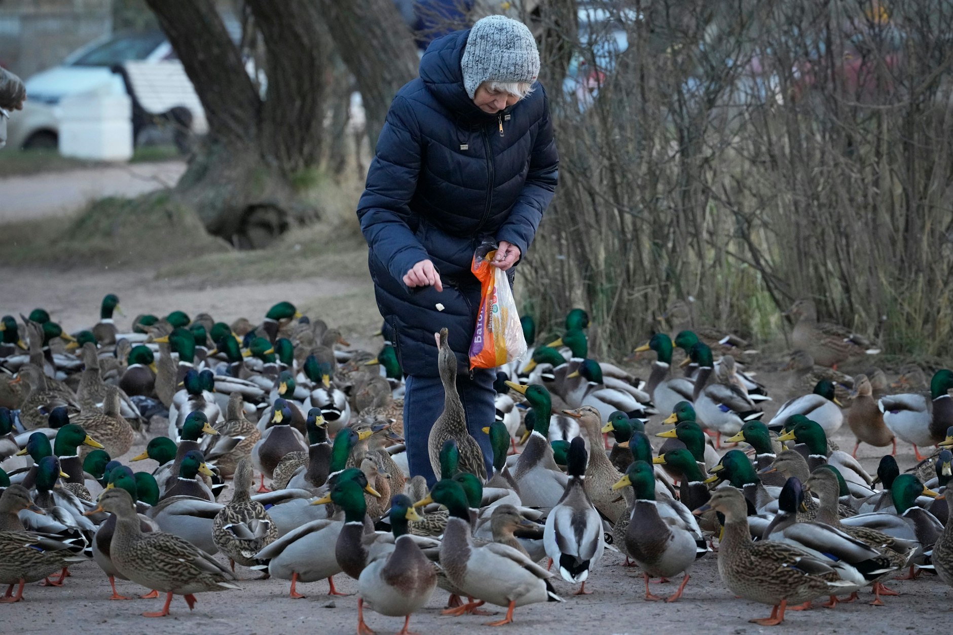 Eine ältere Frau füttert Enten in St. Petersburg.