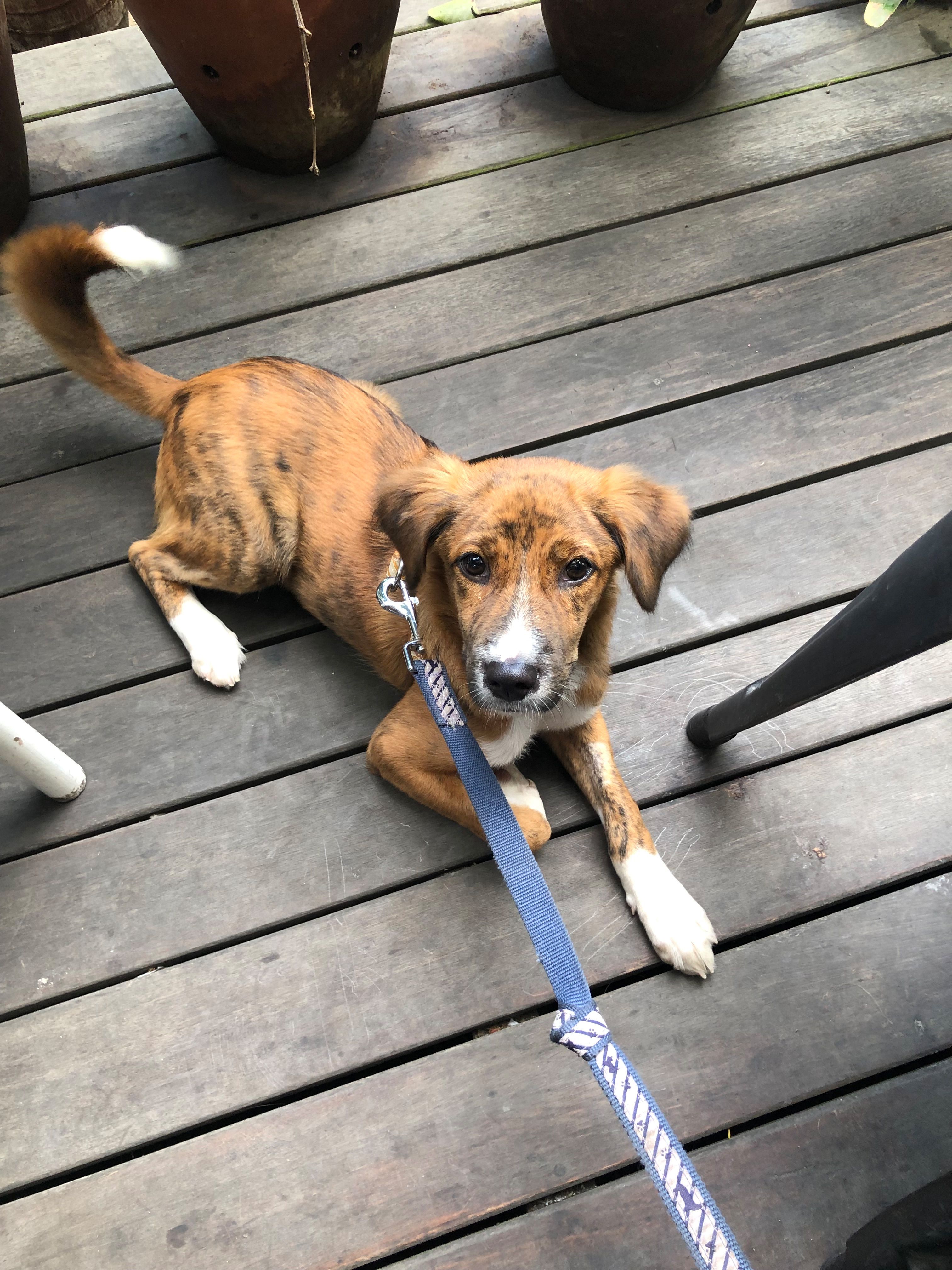 Polizei fahndet nach Sammy – Straßenhund sorgt für Chaos am Münchner Flughafen