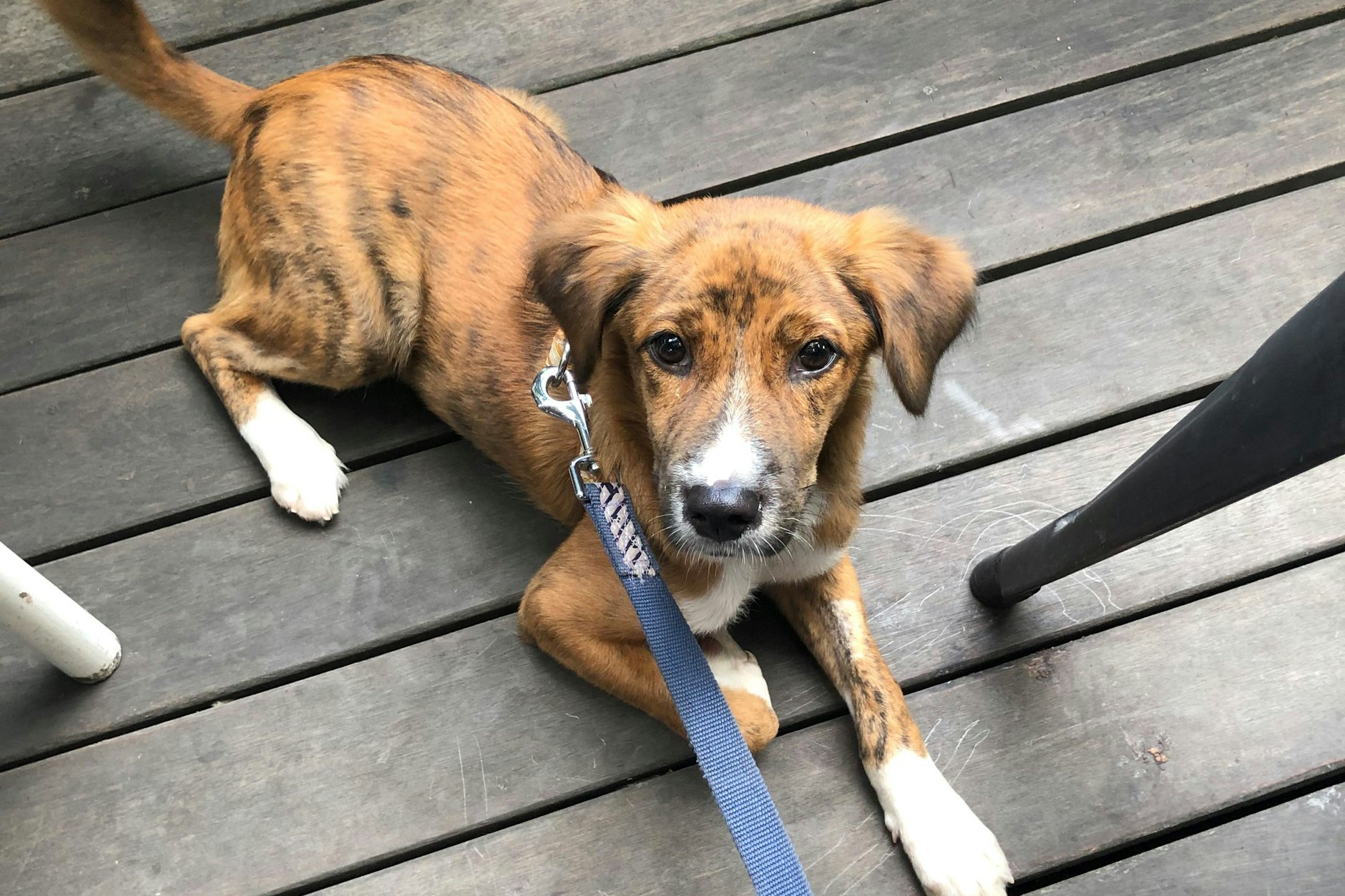 Kleiner Ausreißer Sammy