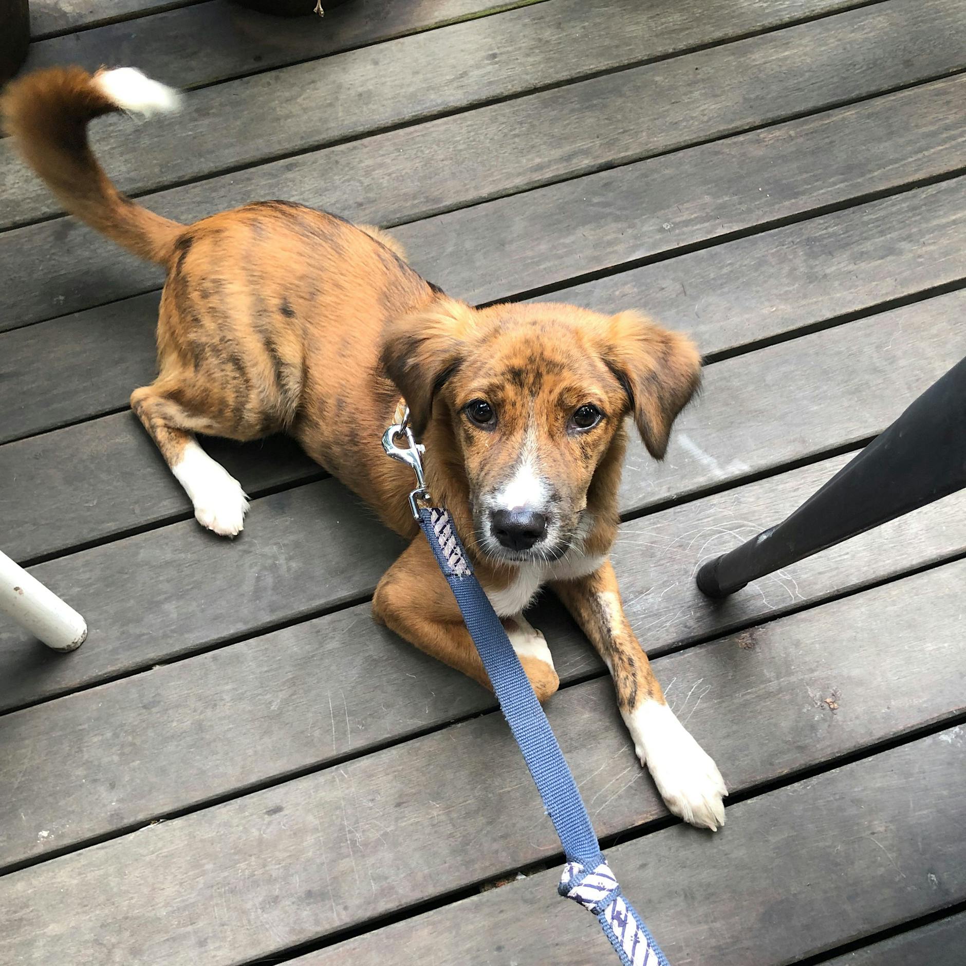 Polizei fahndet nach Sammy – Straßenhund sorgt für Chaos am Münchner Flughafen