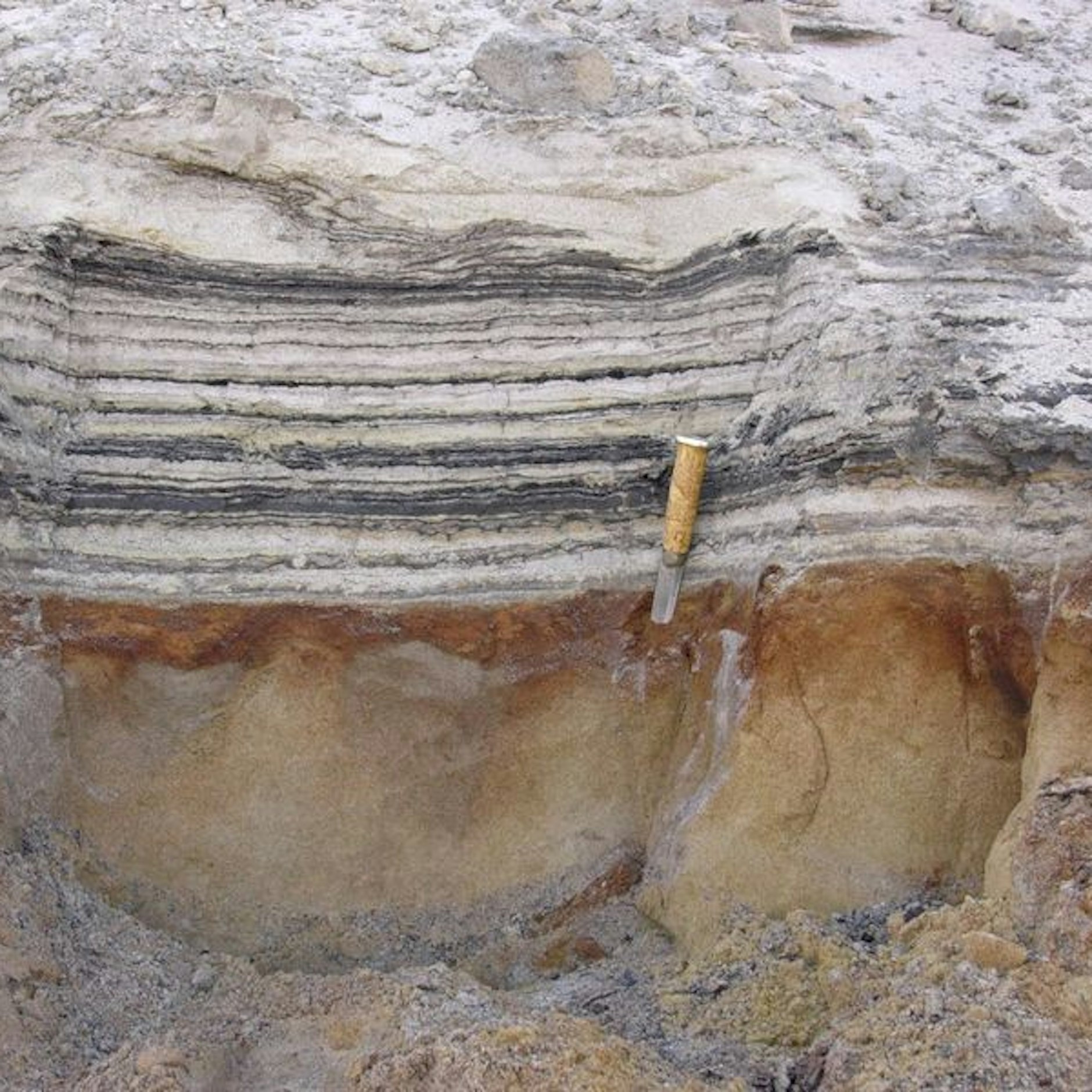 Die organischen Schichten in Küstenablagerungen Nordgrönlands zeigen Spuren der Artenvielfalt von vor zwei Millionen Jahren.