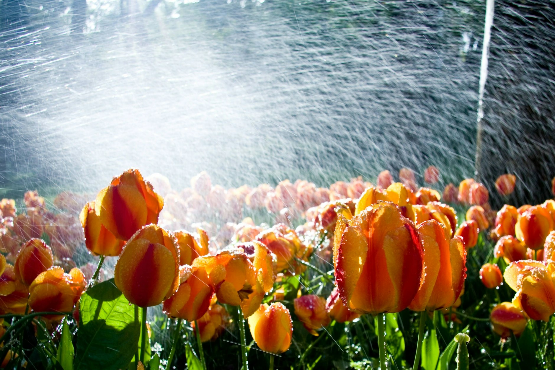 Die traurigen Wetter-Prognosen: Statt Winter gibt es Frühsommer im Januar.
