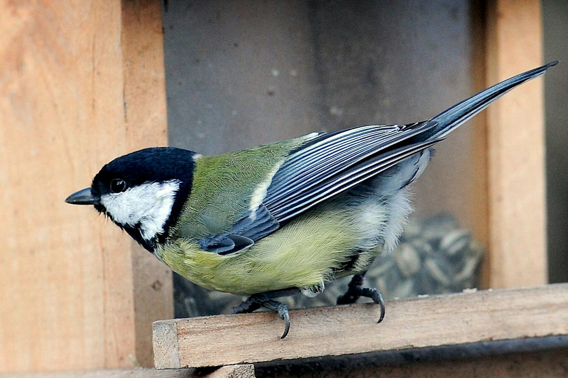 Auch die Kohlmeise wird bei der Stunde der Wintervögel immer wieder gesichtet.