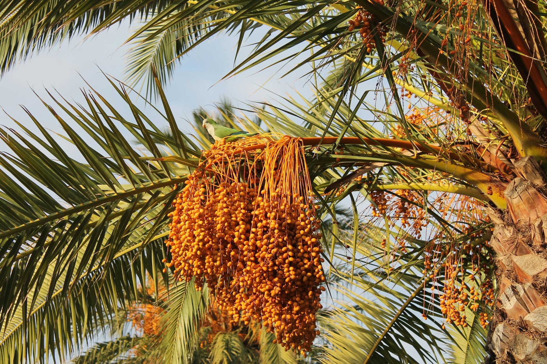 Ein grüner Halsbandsittich isst - auf dem Weg zum Union-Trainingsplatz- die Früchte einer Palme.