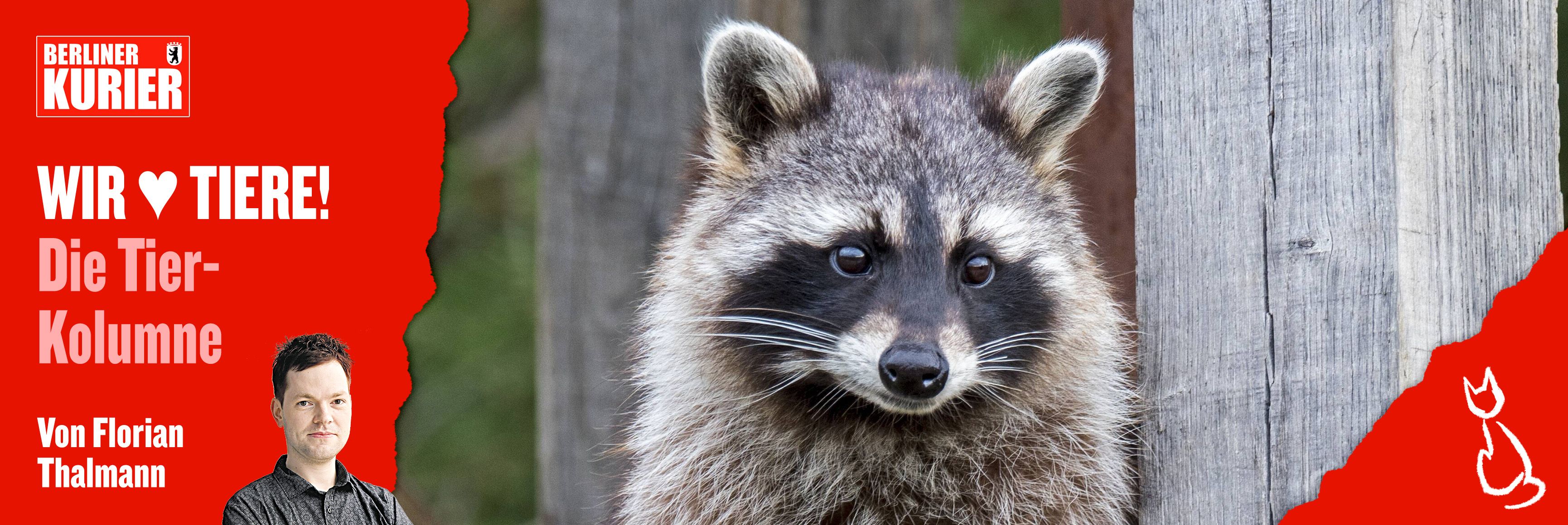 Das wilde Leben der Waschbären: Wussten Sie, dass die putzigen Gesellen gefährlich sein können?
