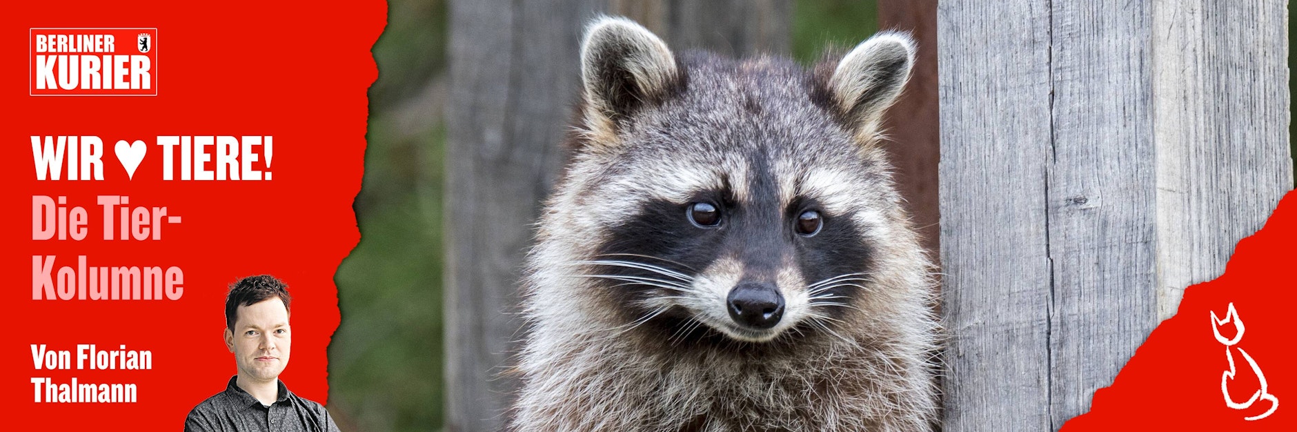 Waschbären breiten sich auch in Berlin immer weiter aus.