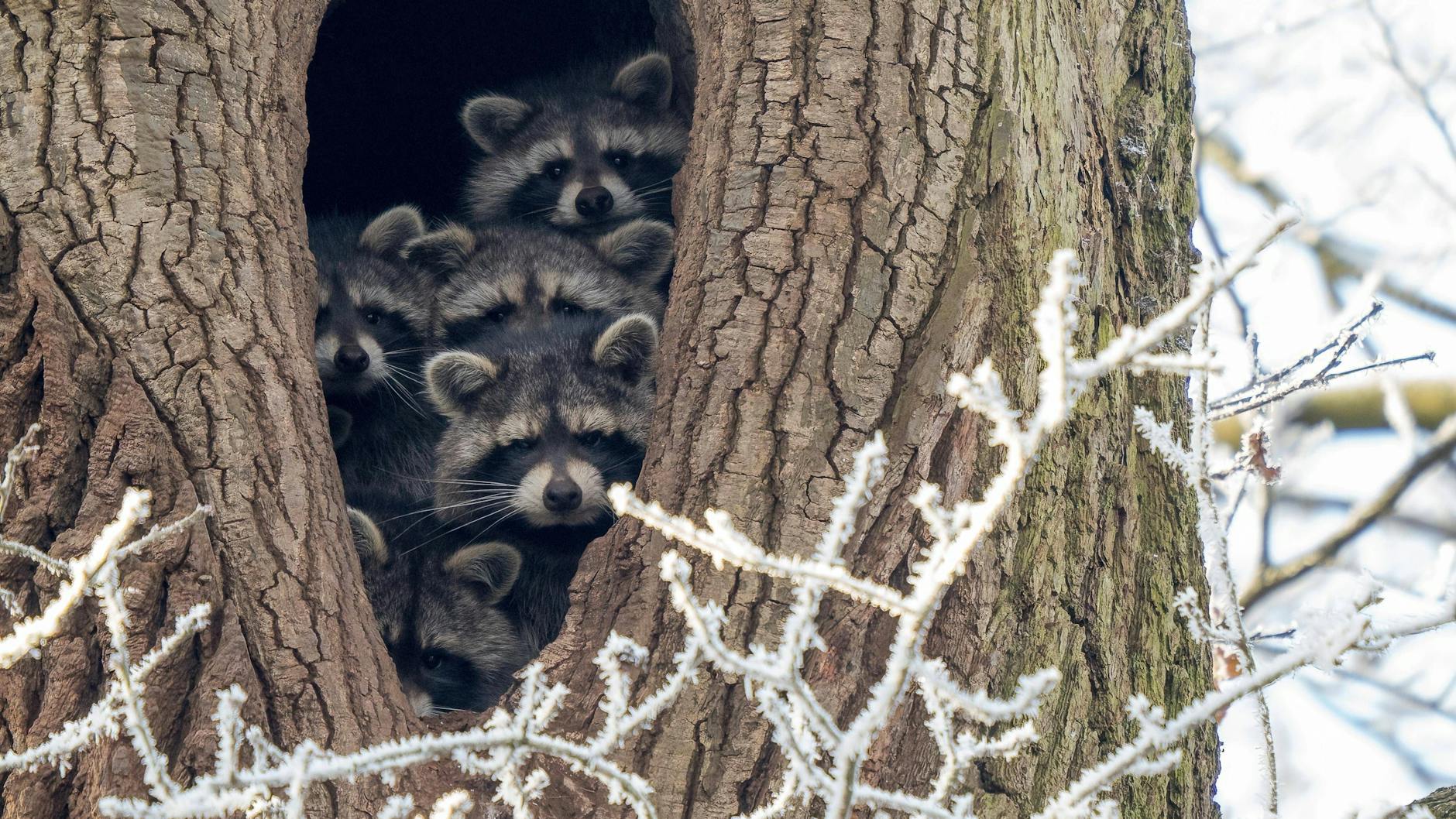 Eine Waschbären-Familie versteckt sich in einem Baum.