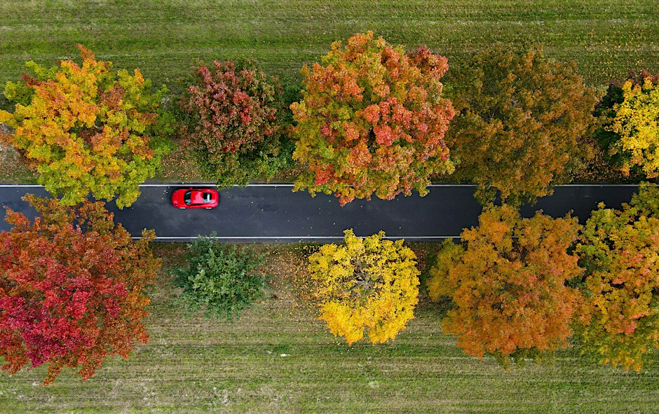 Landschaftsschmuck, Sauerstoff- und Schattenspender: eine Allee in Deutschland.