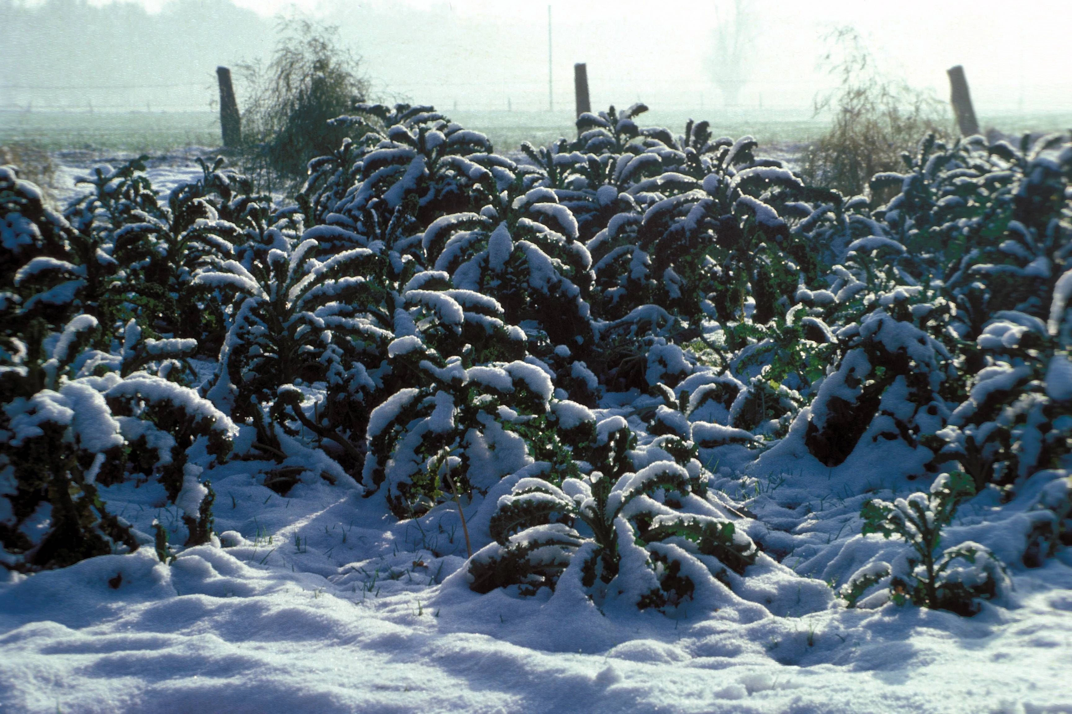 Nutzen sie die saisonalen heimischen Klassiker wie Grünkohl. Der hält nicht nur den Frost aus, sondern schmeckt und macht auch Sie hart!