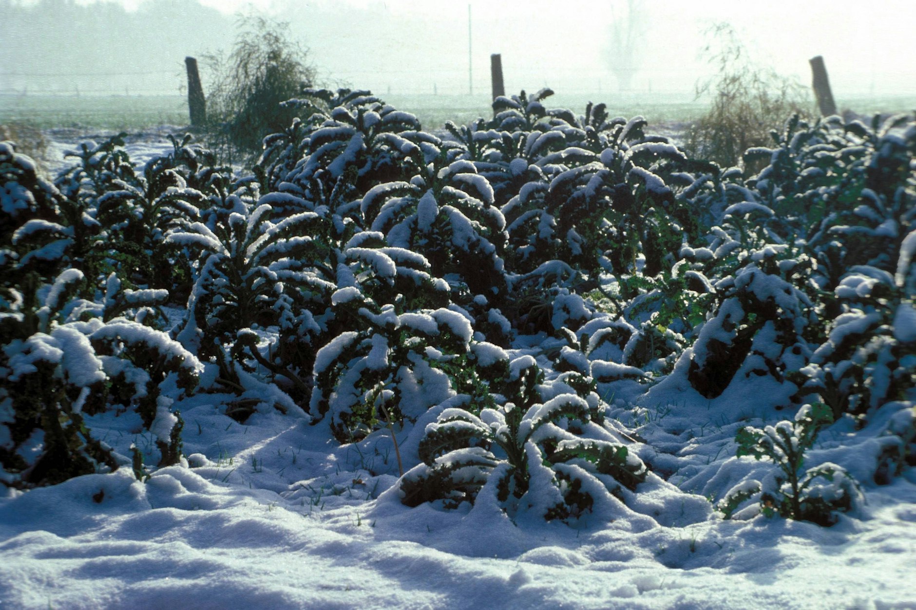 Nutzen sie die saisonalen heimischen Klassiker wie Grünkohl. Der hält nicht nur den Frost aus, sondern schmeckt und macht auch Sie hart!