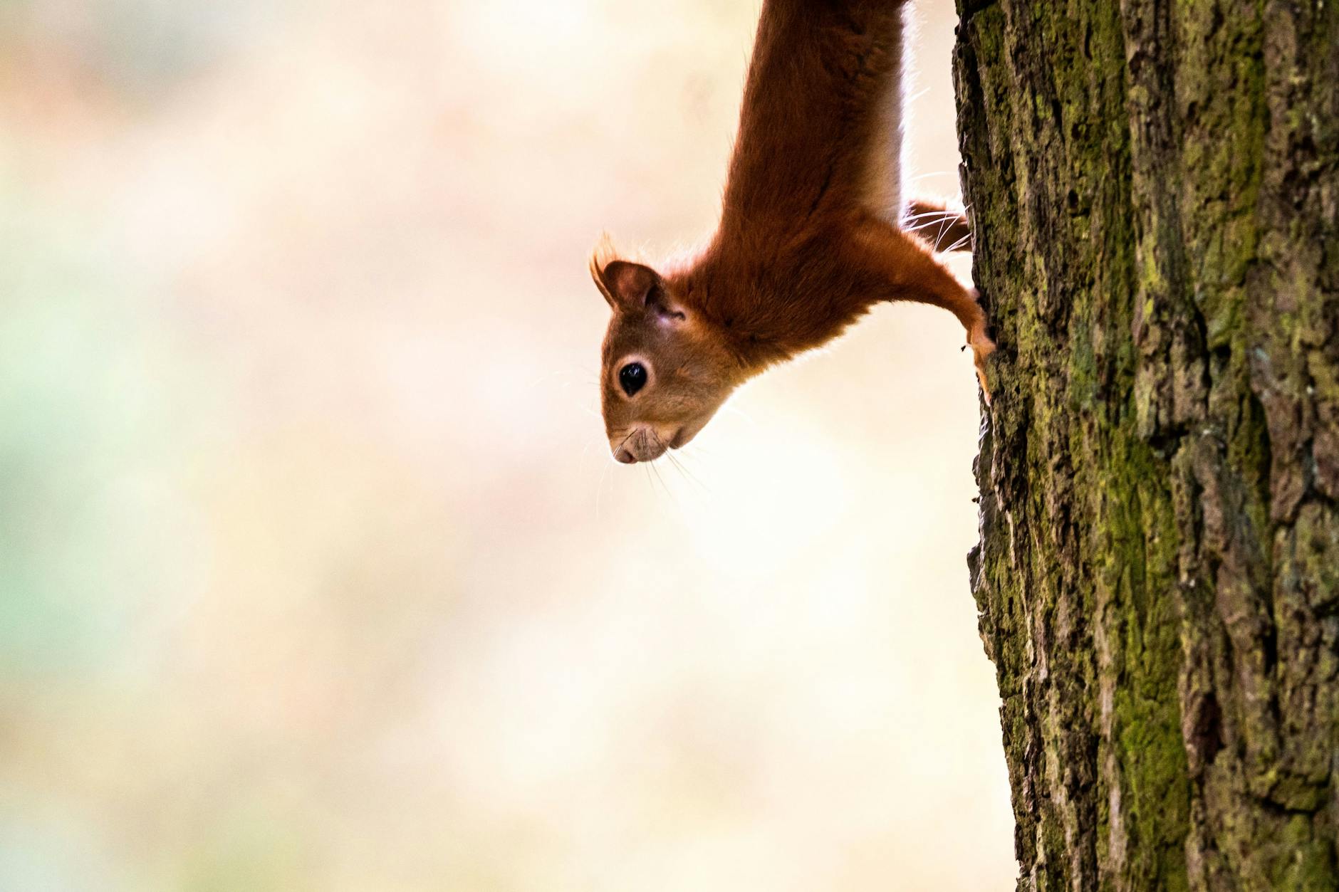 Ein Eichhörnchen klettert in einem Park an einem Baumstamm. Eigentlich wären die Tiere derzeit in Winterstarre.