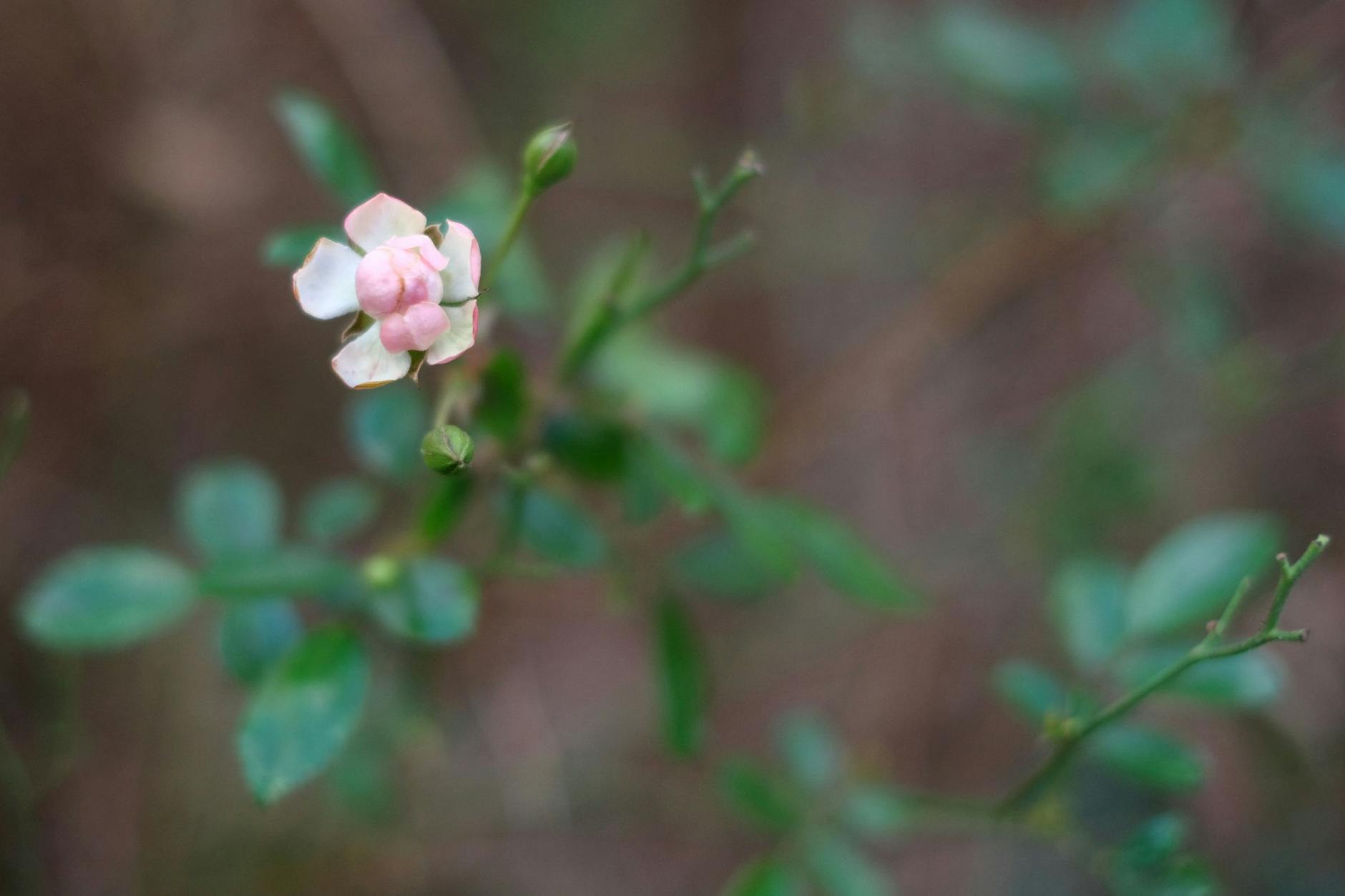 Der Beweis: Eine frische Blüte, aufgenommen am 5. Januar 2023.