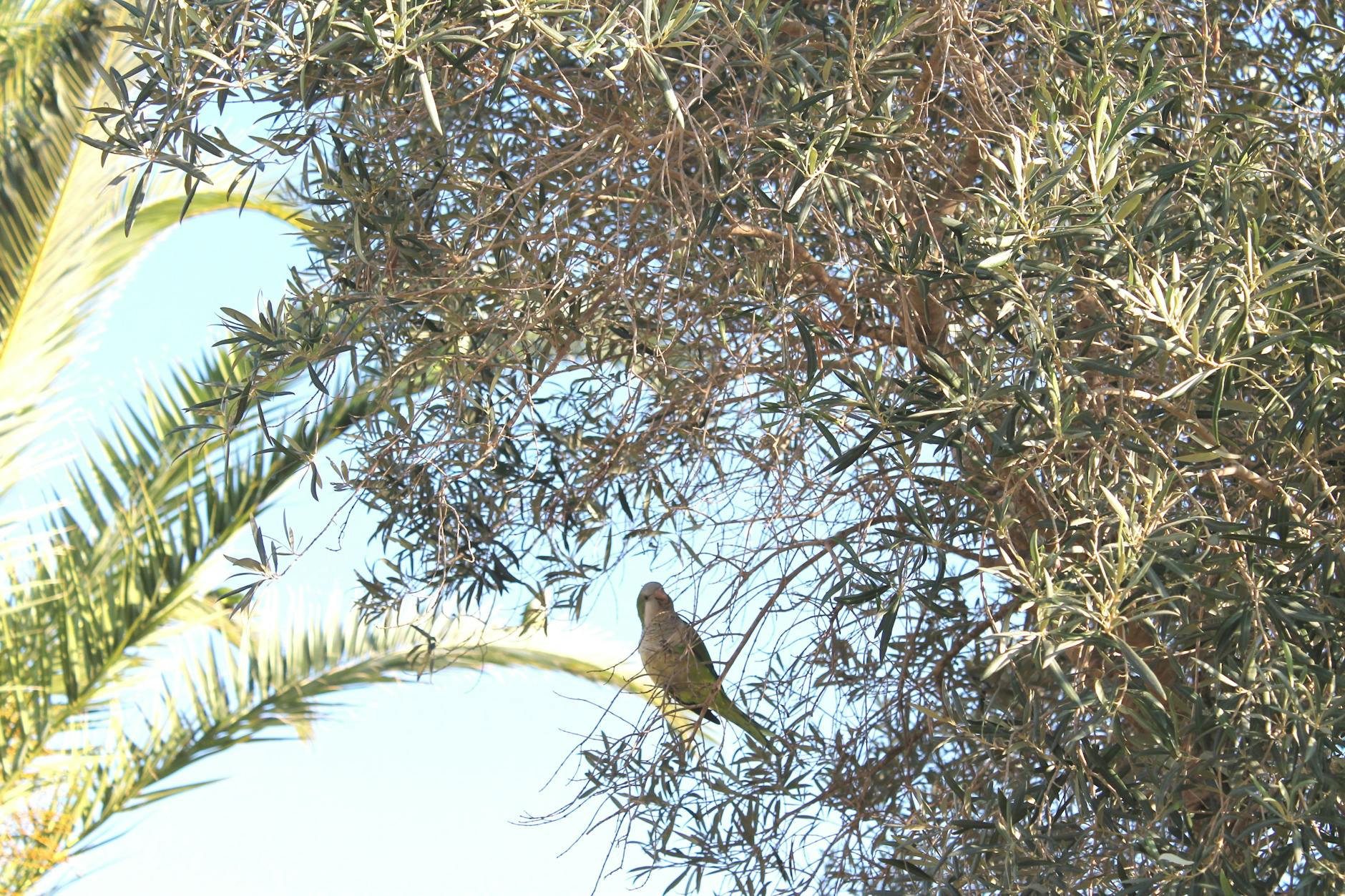 Ein grüner Halsbandsittich.