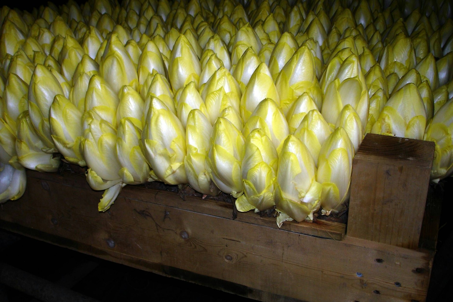 Und auch der Chicorée ist ein echter Detox-Star: Denn das bittere Gemüse tut unserem Körper richtig gut. Und schmeckt auch noch wunderbar mit Blue Cheese und Orangen.