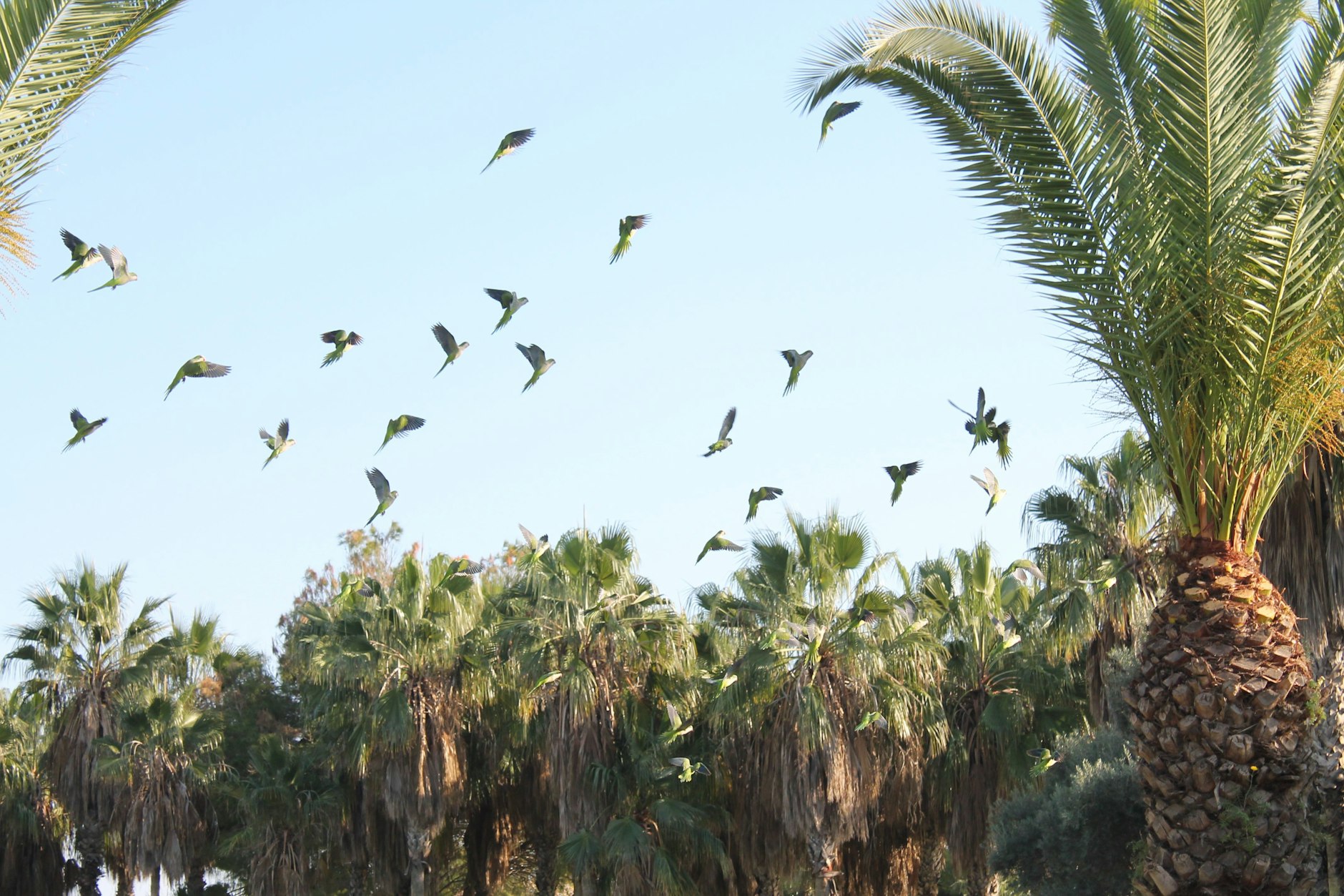Auf dem Weg von unserem Airbnb zum Trainingsplatz sind ganze Schwärme von lautstark schwatzenden grünen Halsbandsittichen unterwegs.