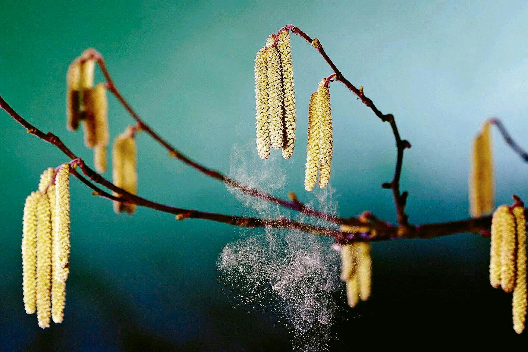 Blüten der Haselnuss: Normalerweise blühen sie erst ab Februar. Teilweise ist dies nun schon im Gange.