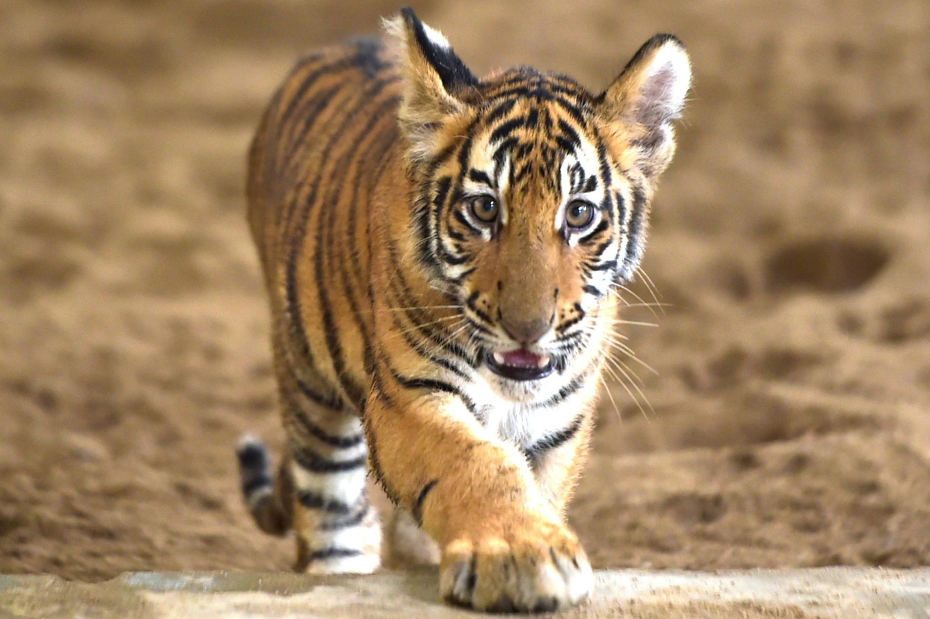 Ein Tiger-Jungtier hat auf einer Clan-Hochzeit einen Polizeieinsatz ausgelöst.