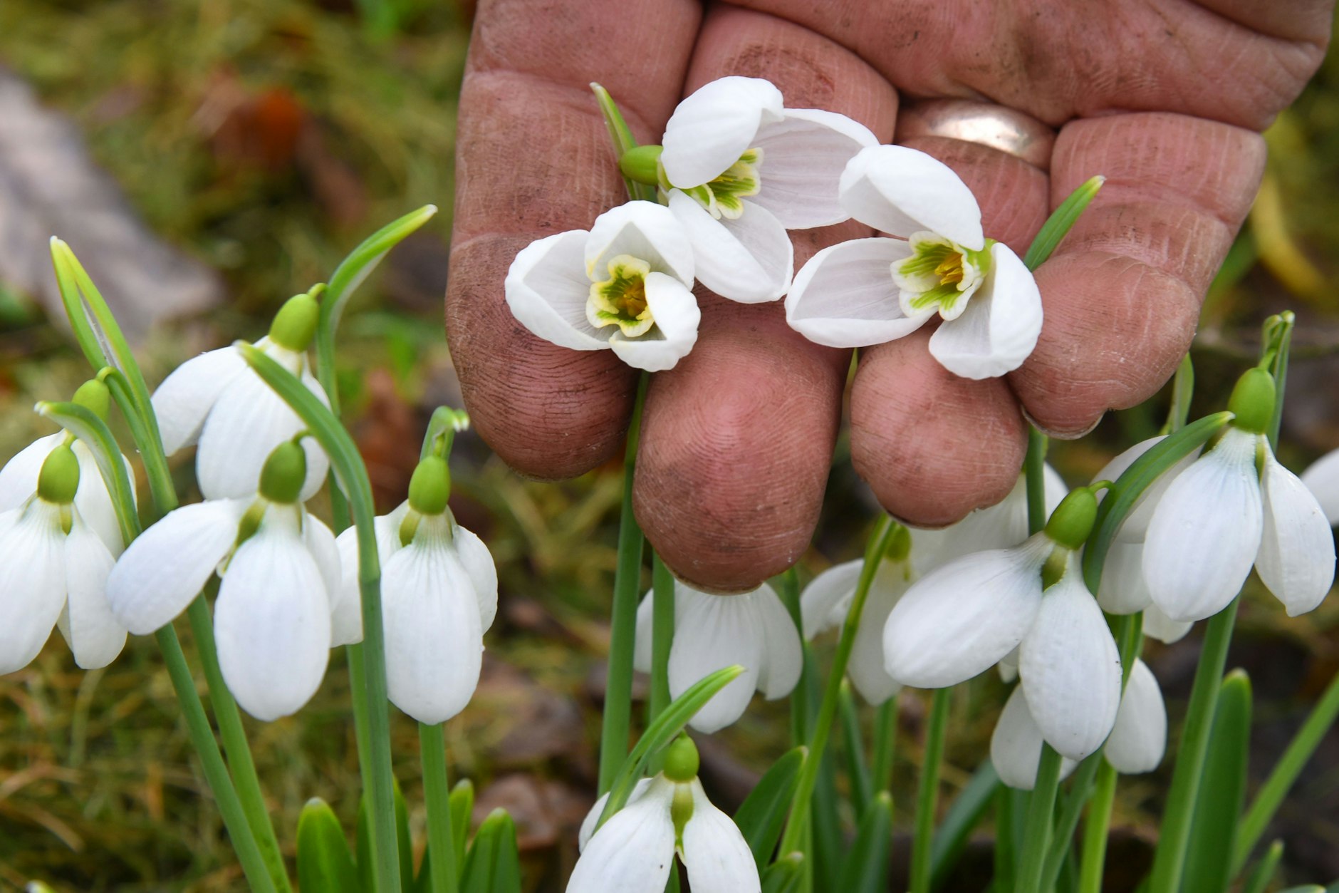 Wenn's so weitergeht, können wir uns bald wohl wieder an Schneeglöckchen erfreuen.
