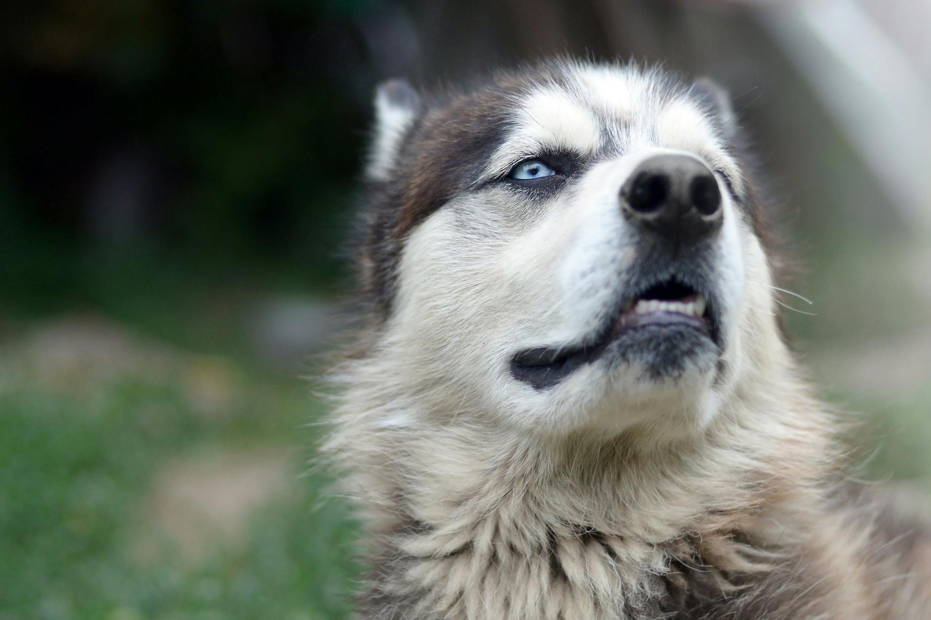 Ein entlaufener Husky sorgte jüngst für einen Polizeieinsatz. Die Hunderasse sieht Wölfen gelegentlich zum Verwechseln ähnlich.