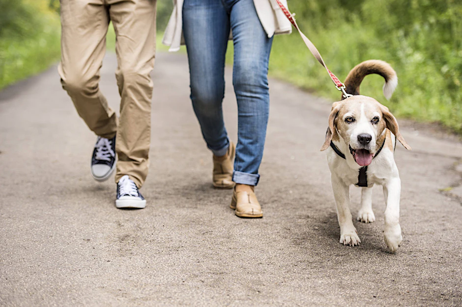 Dass ein Hund gut an der Leine läuft, muss trainiert werden.
