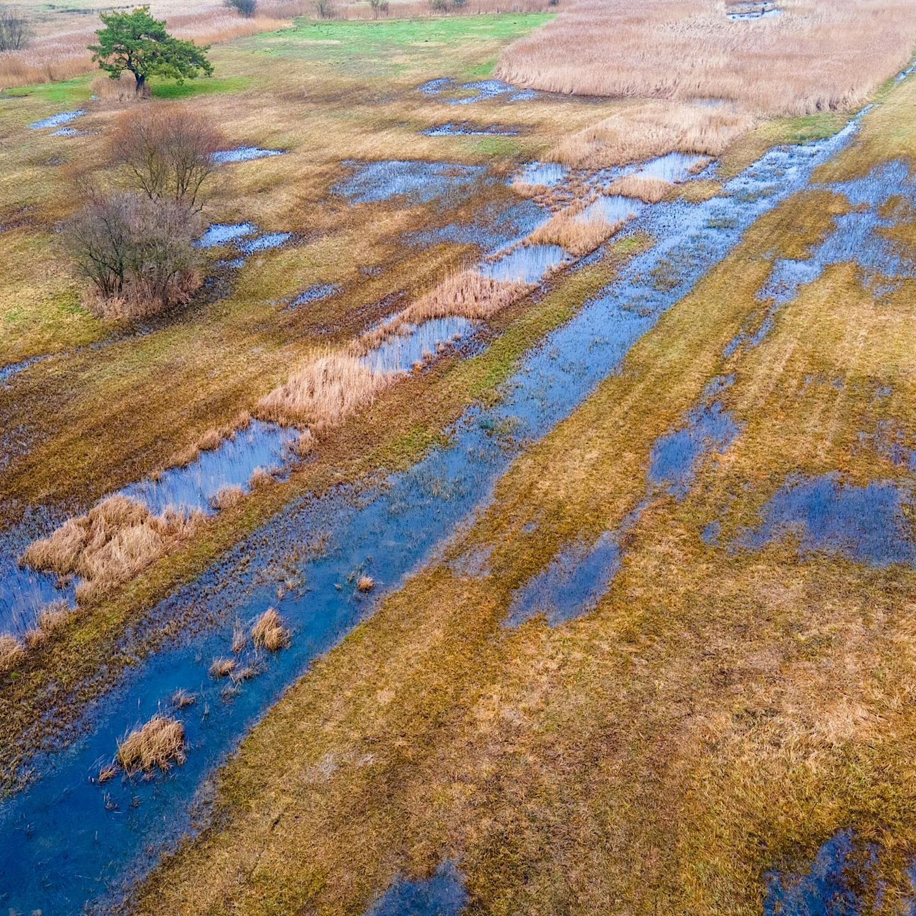 Entwässerte Moore verursachen mehr Emissionen als Flugverkehr