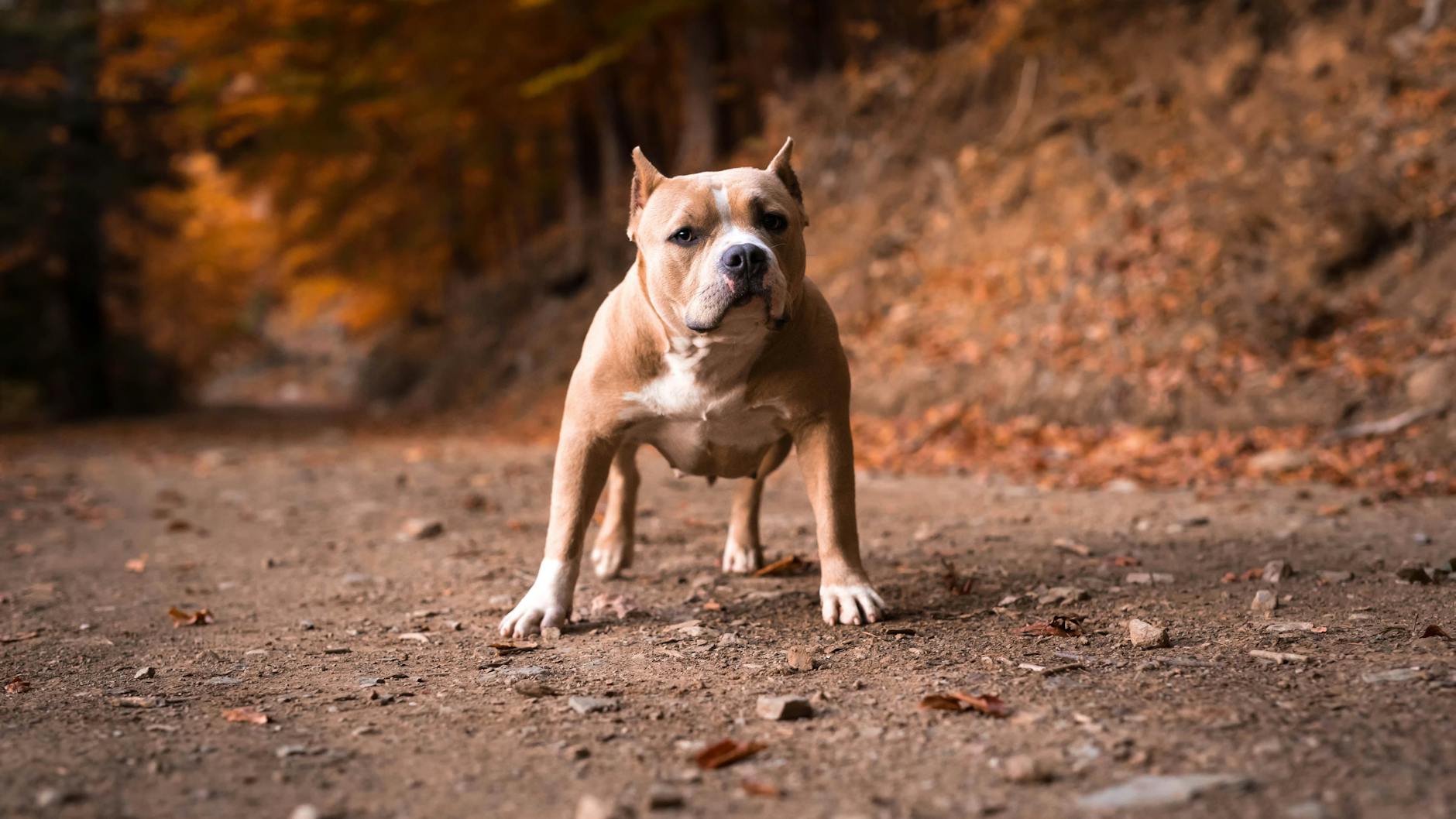 Ein weiblicher American Bully: Dieser Hund gilt in Berlin ab sofort als gefährlich.