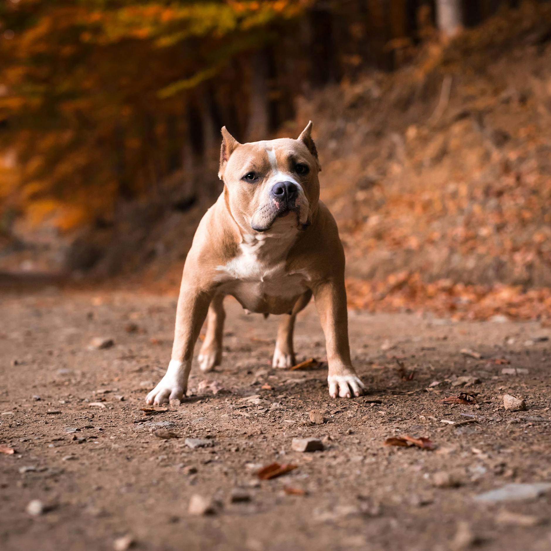 Nur noch mit Maulkorb: Berliner Gericht stuft American Bully als gefährlichen Hund ein
