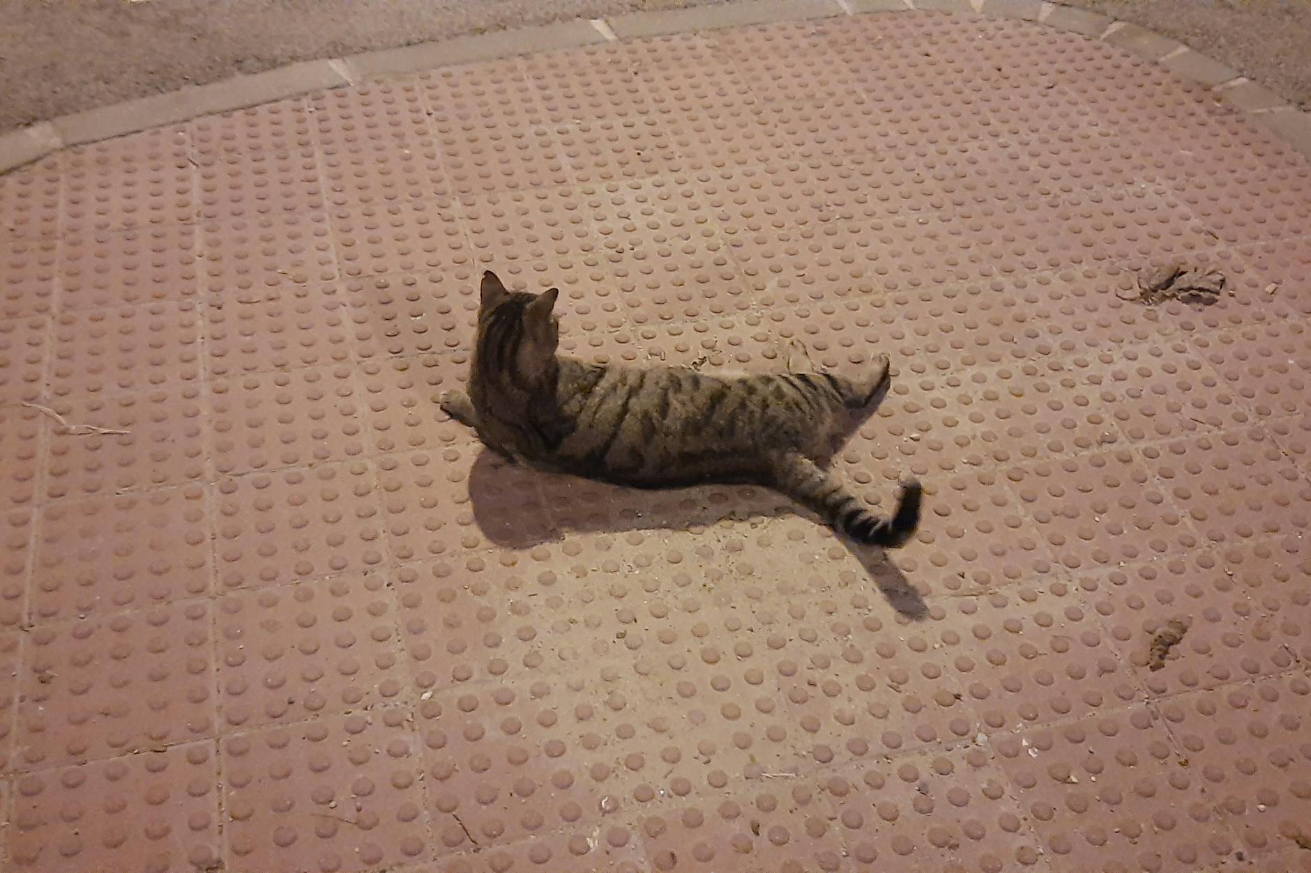 Diese goldige Katze wich mir mehrere Minuten lang nicht von der Seite und freute sich über jede Streicheleinheit.