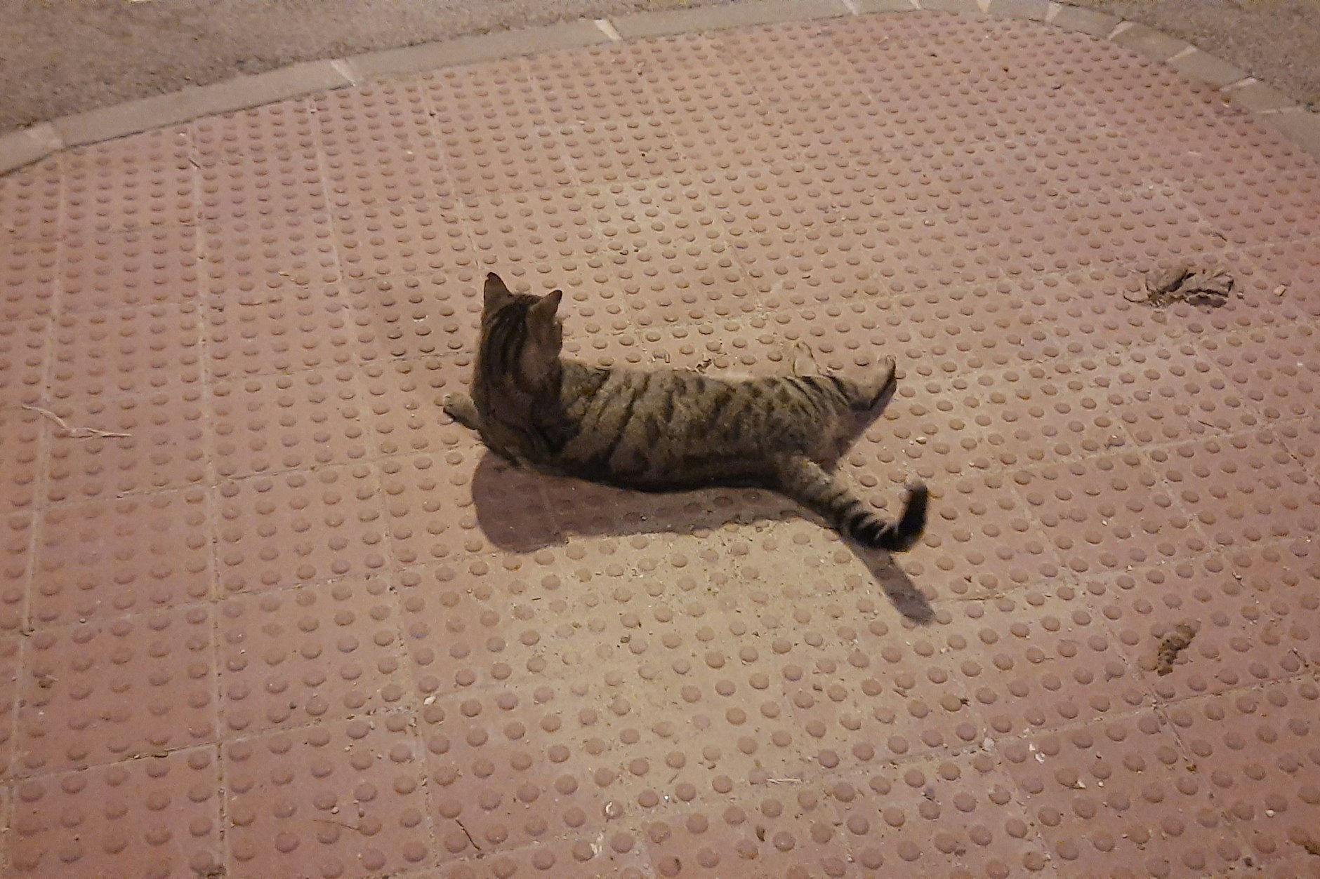 Diese goldige Katze wich mir mehrere Minuten lang nicht von der Seite und freute sich über jede Streicheleinheit.