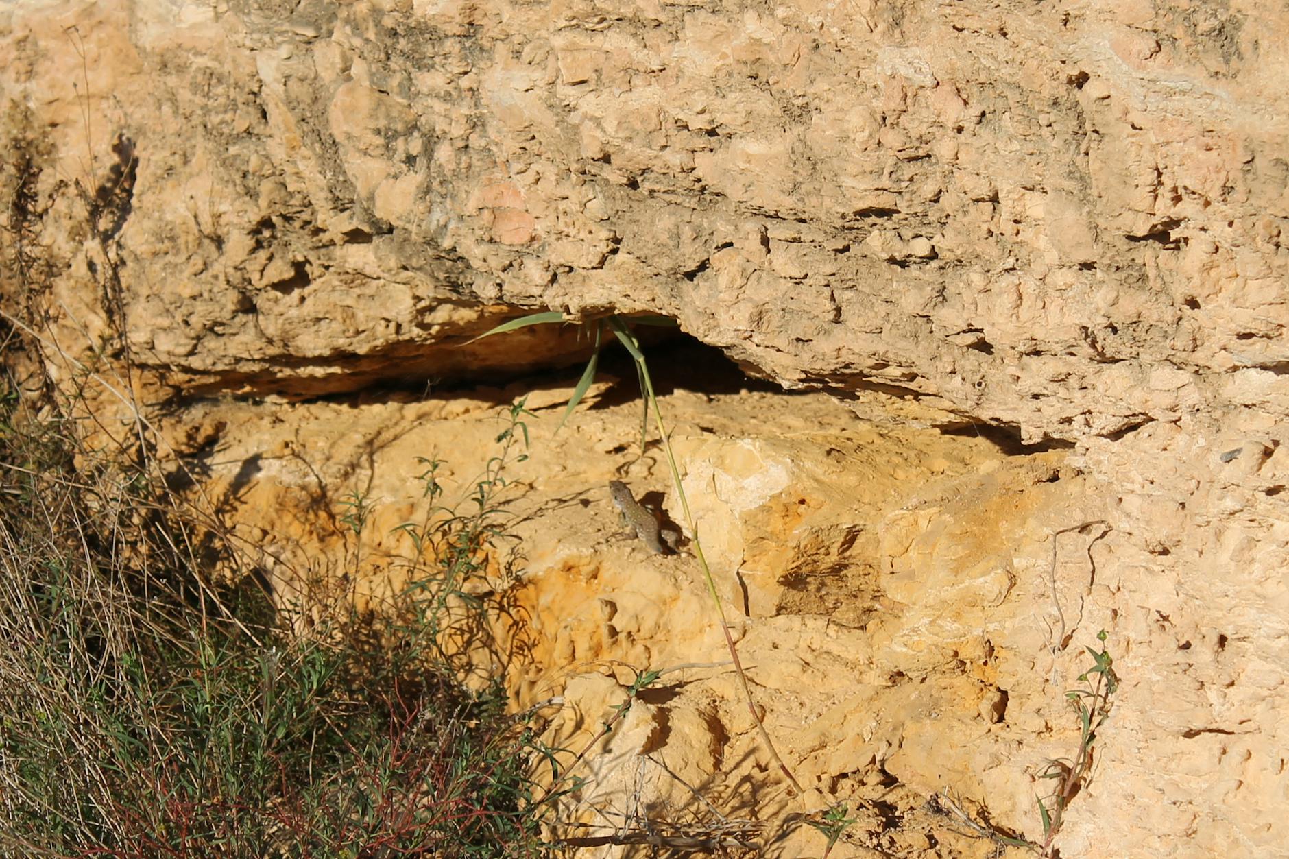 Wer in Campoamor die Augen offen hält (und daran interessiert ist), wird einige Tierarten entdecken.